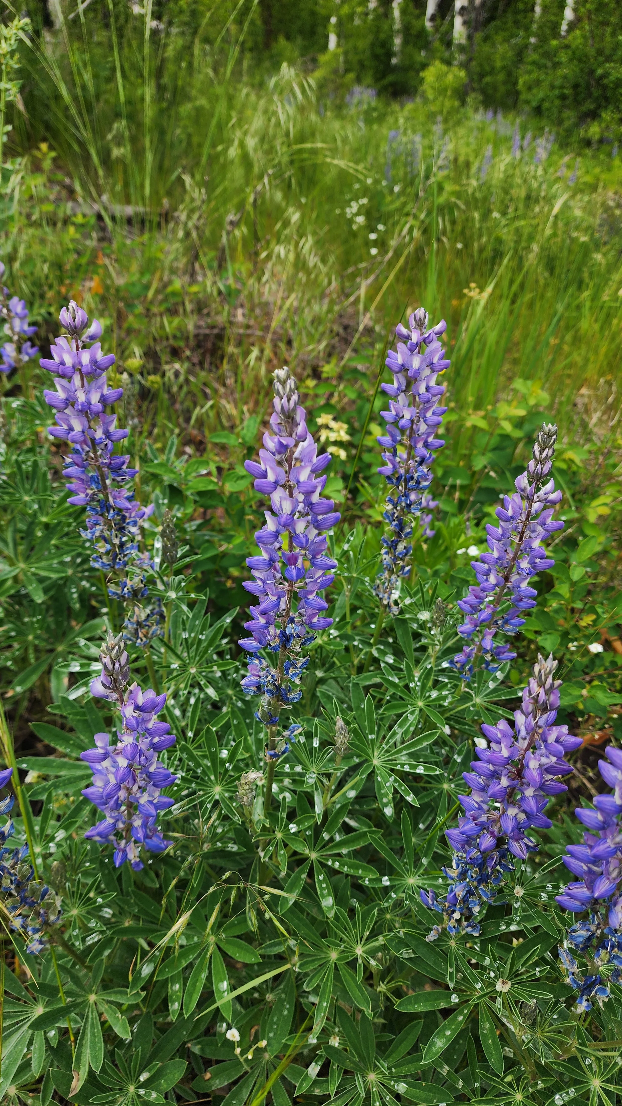 Clusters of purple lupine flowers with green leaves in a grassy, wooded area.