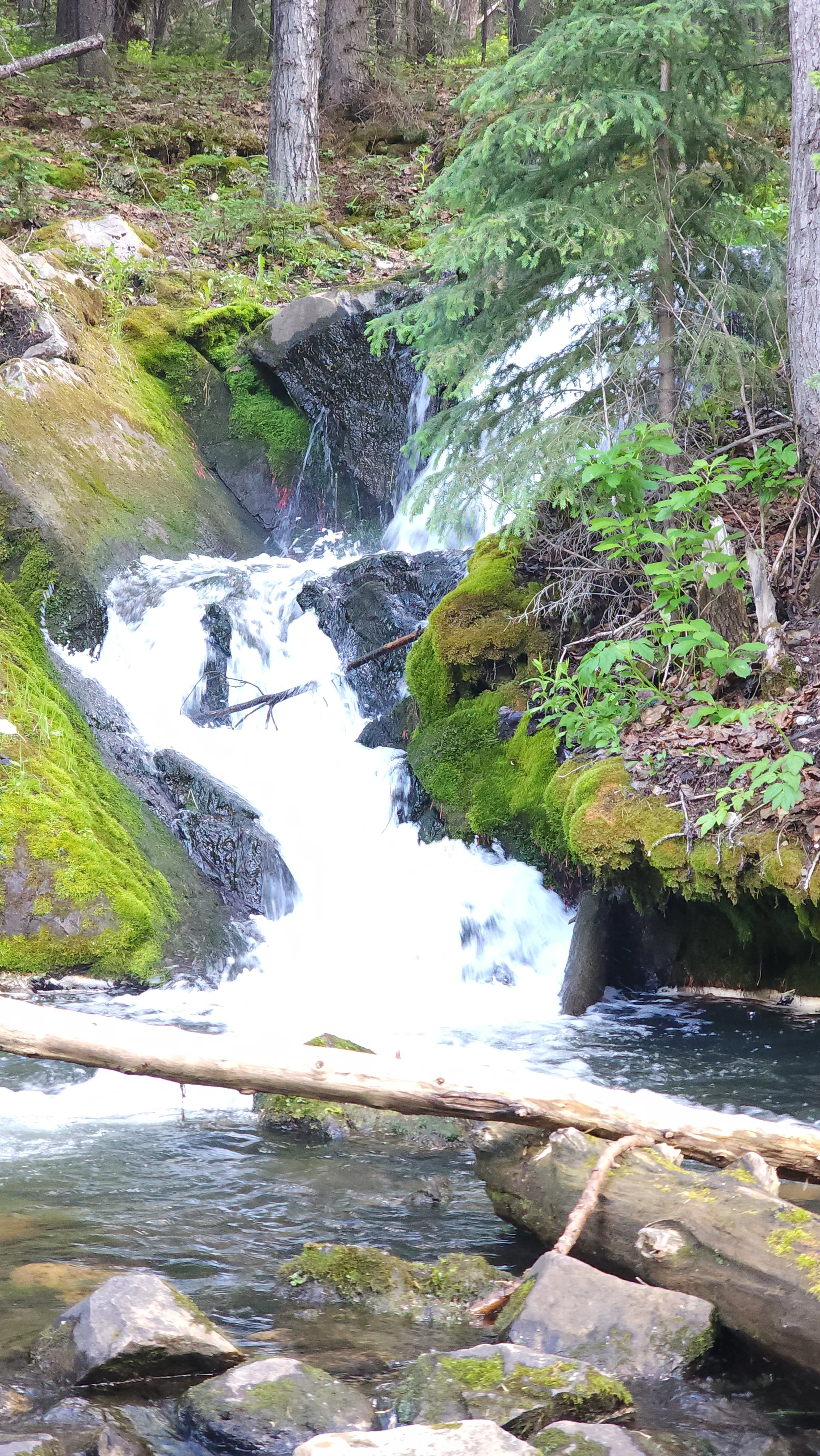 A small waterfall in a forest with moss-covered rocks, surrounded by trees and green foliage.