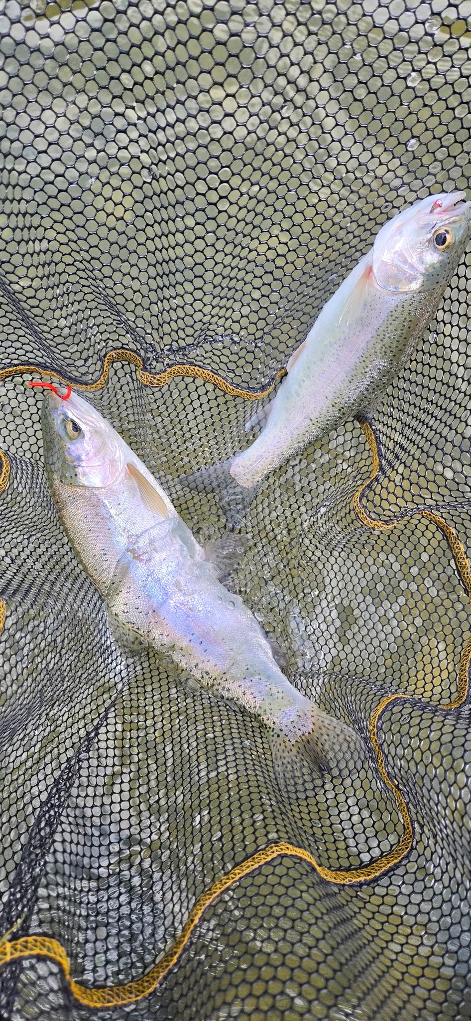 Two freshly caught fish lying inside a black fishing net with yellow trim.