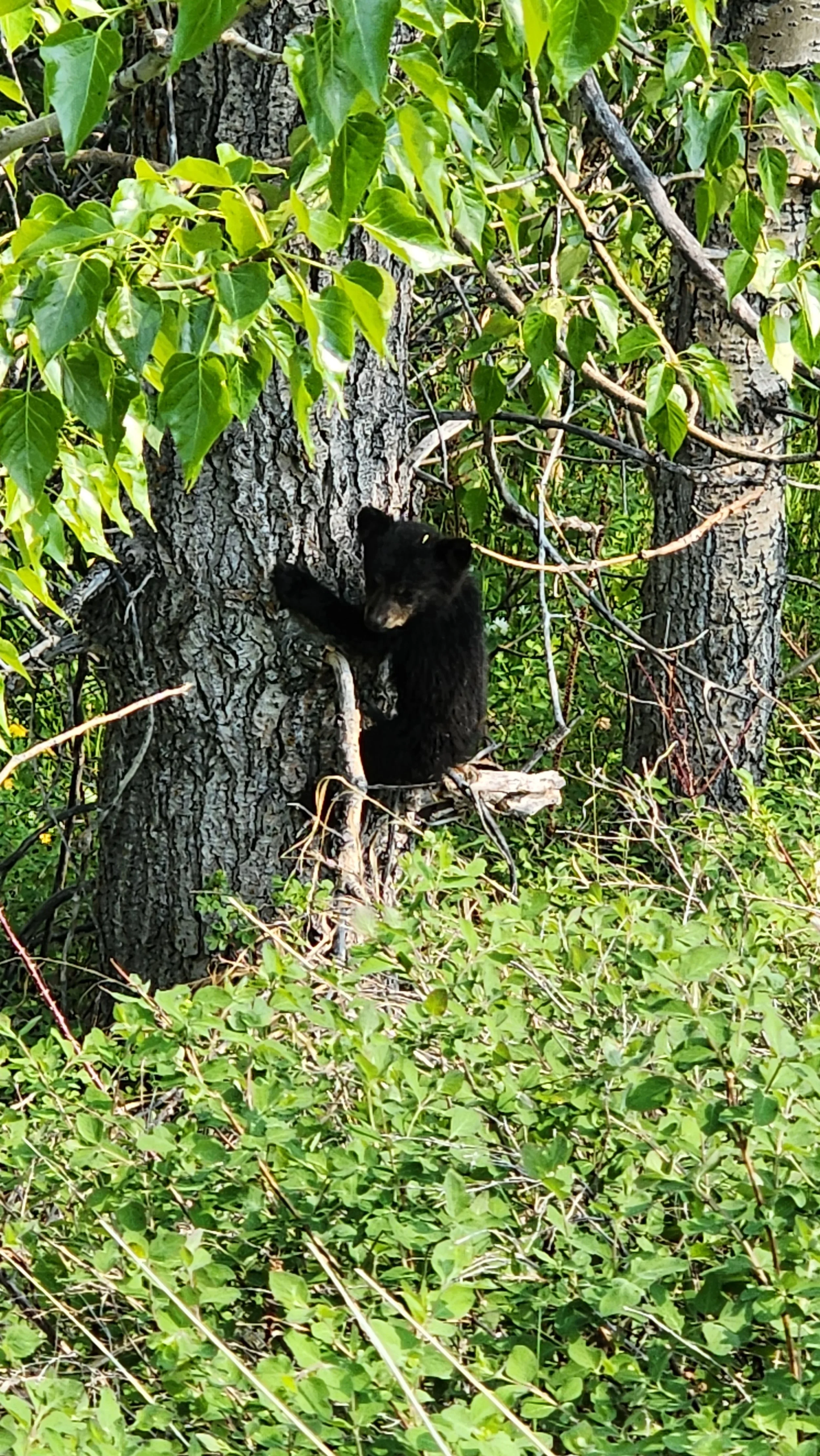 A black bear cub climbing a tree in a green forest.