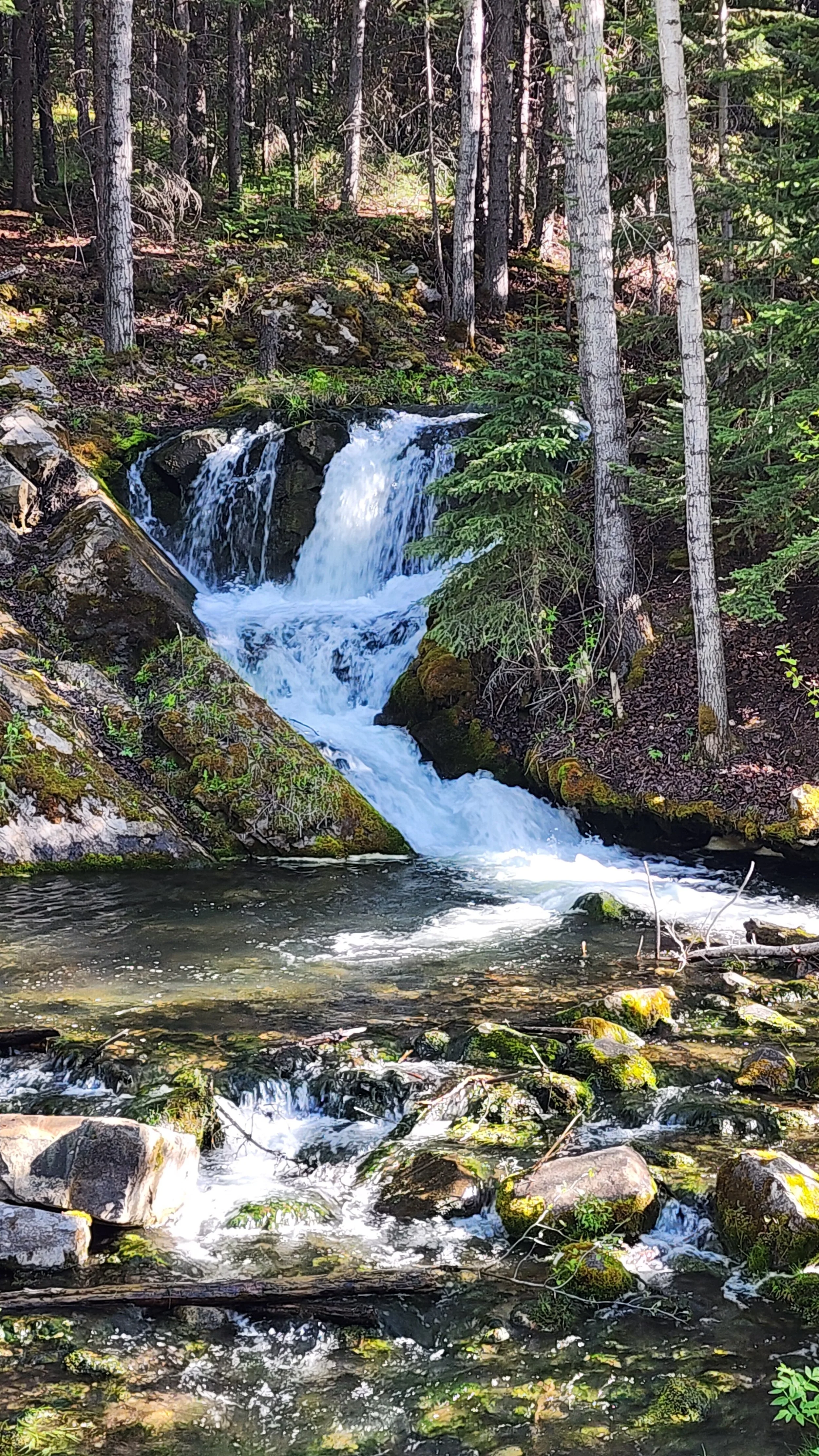 A small waterfall flowing over moss-covered rocks in a forest with tall trees and green foliage.