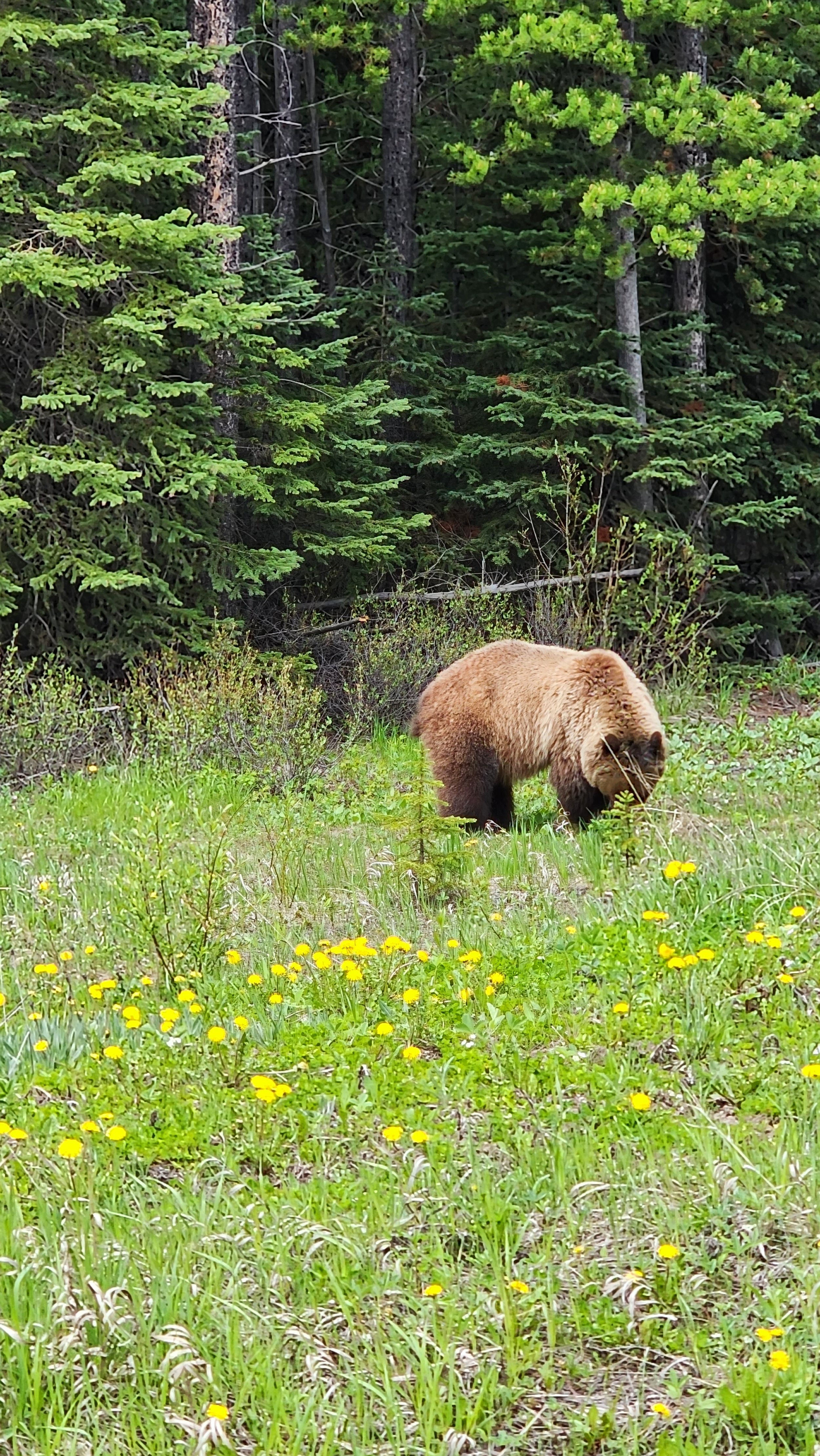 A young Grizzly bear in a grassy field with yellow flowers, surrounded by green trees.