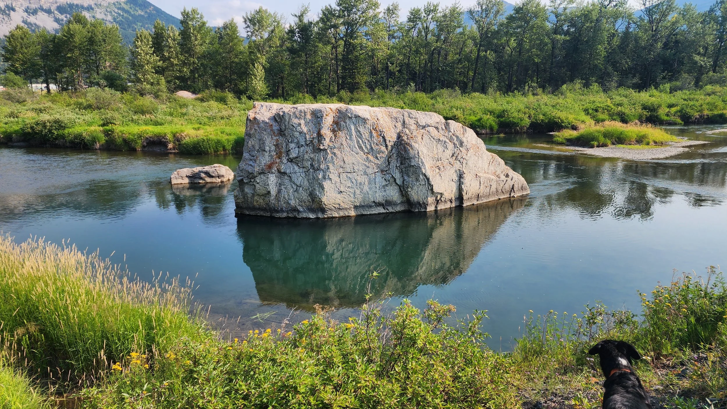 A large boulder in a river, surrounded by lush green plants and trees, with a black dog in the foreground looking towards the water. Locally known as Big Rock. Local kids jump off into the river here on hot summer days.