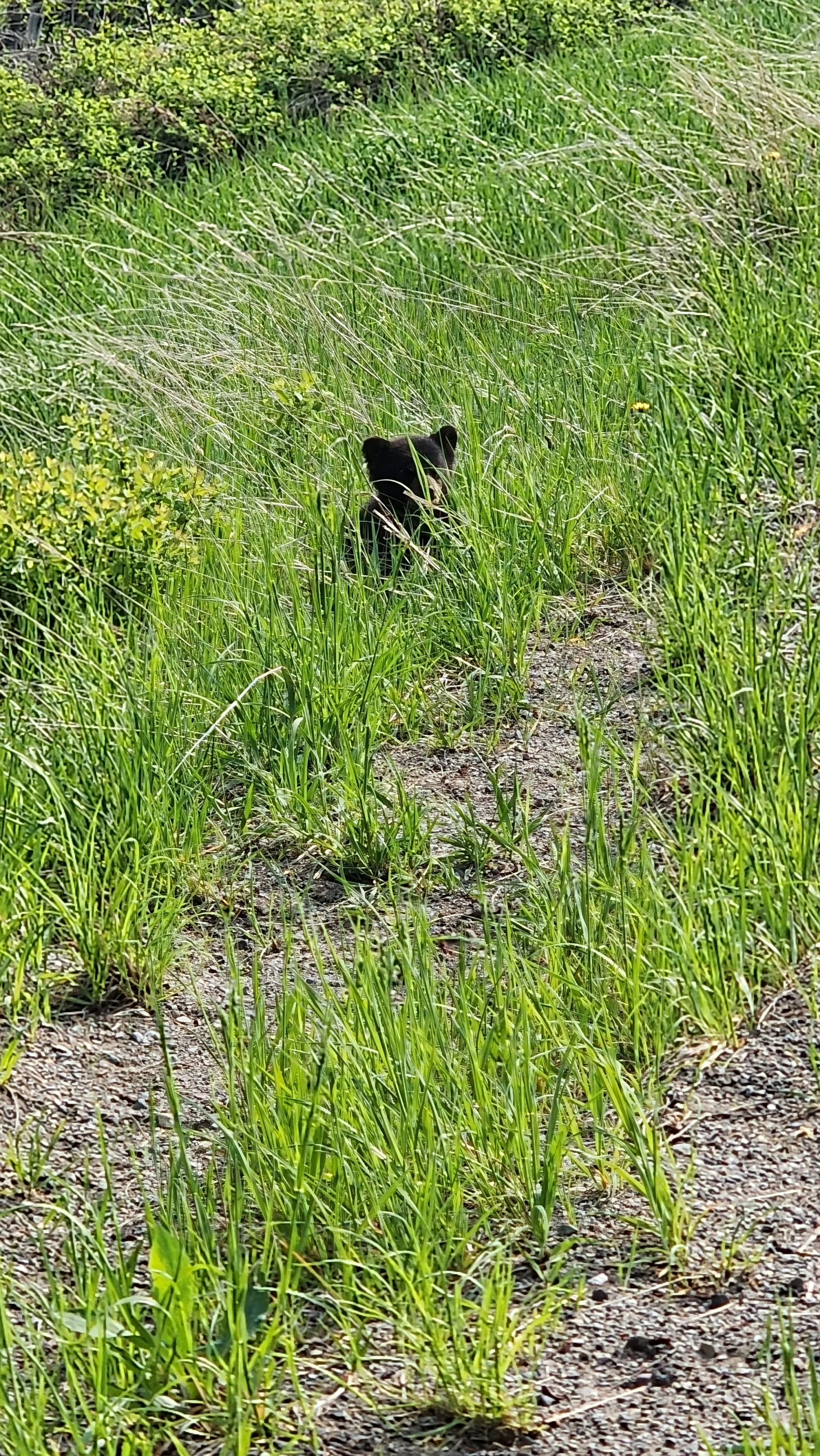 A black bear cub standing in tall green grass on a trail in a lush forested area.