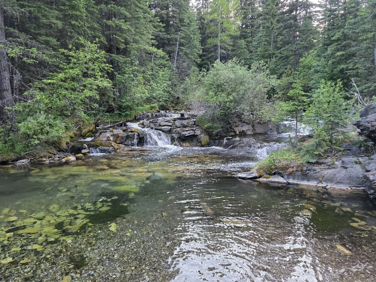 A forest scene with a small stream flowing over rocks and surrounded by green trees and bushes.