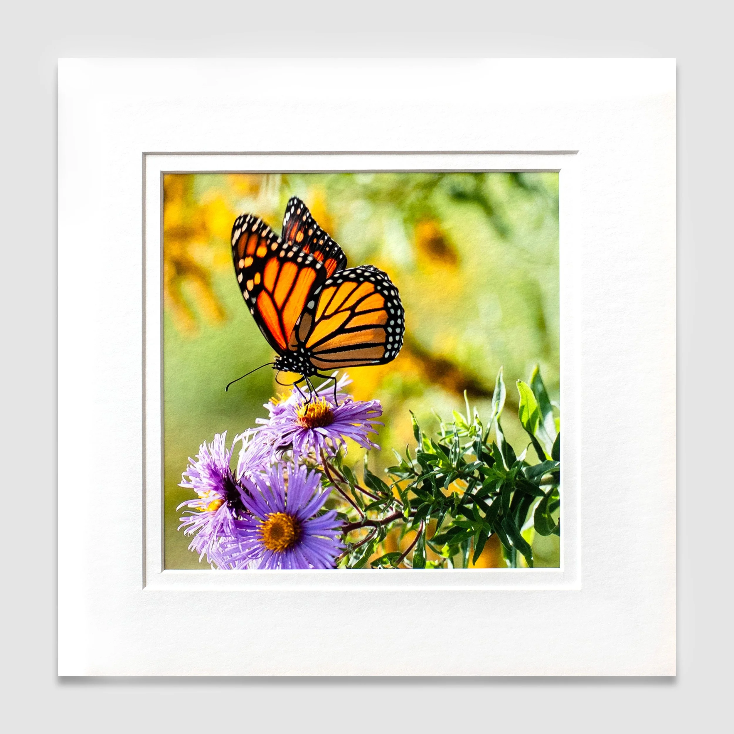 Monarch Butterfly 2