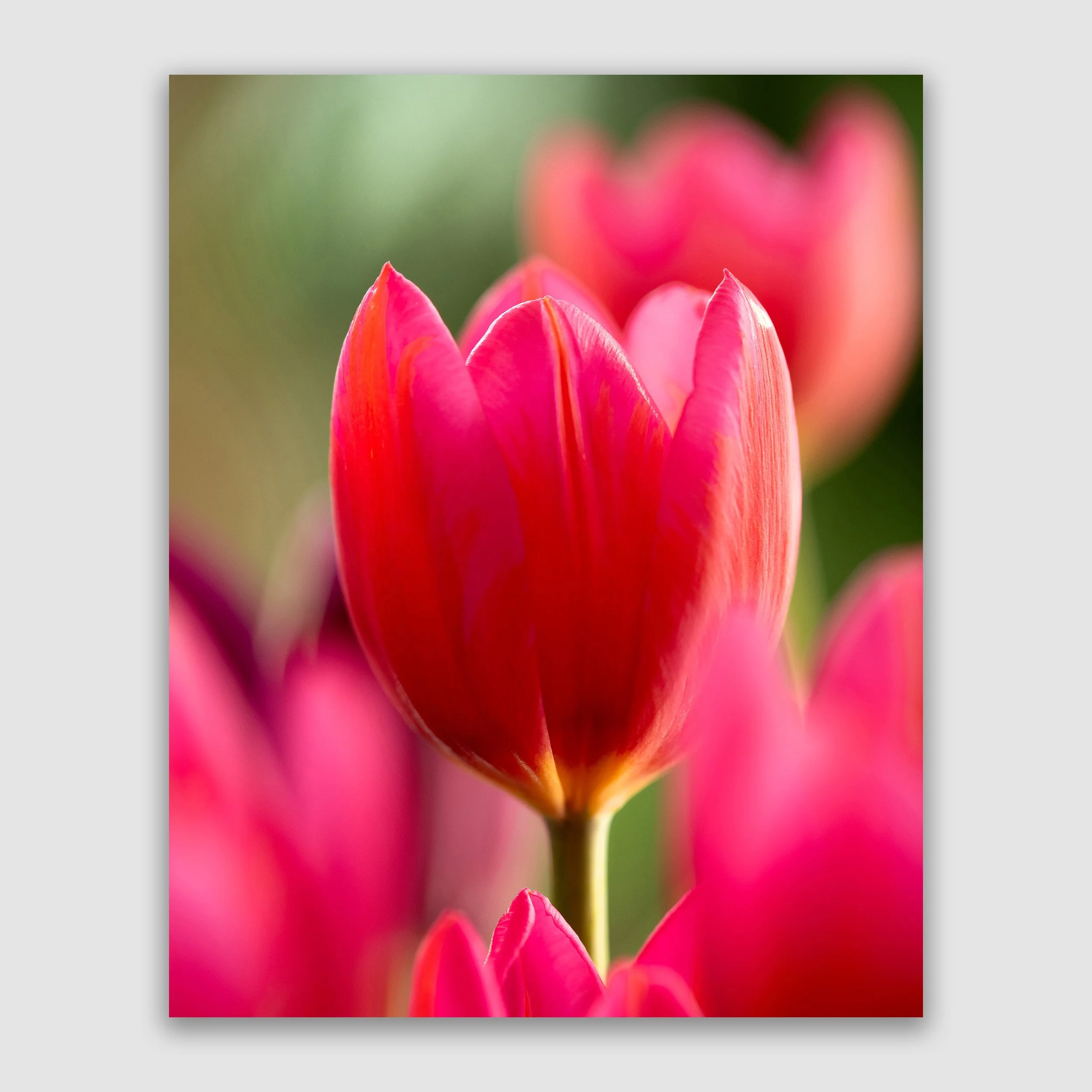 The Belle - A Pink Tulip;