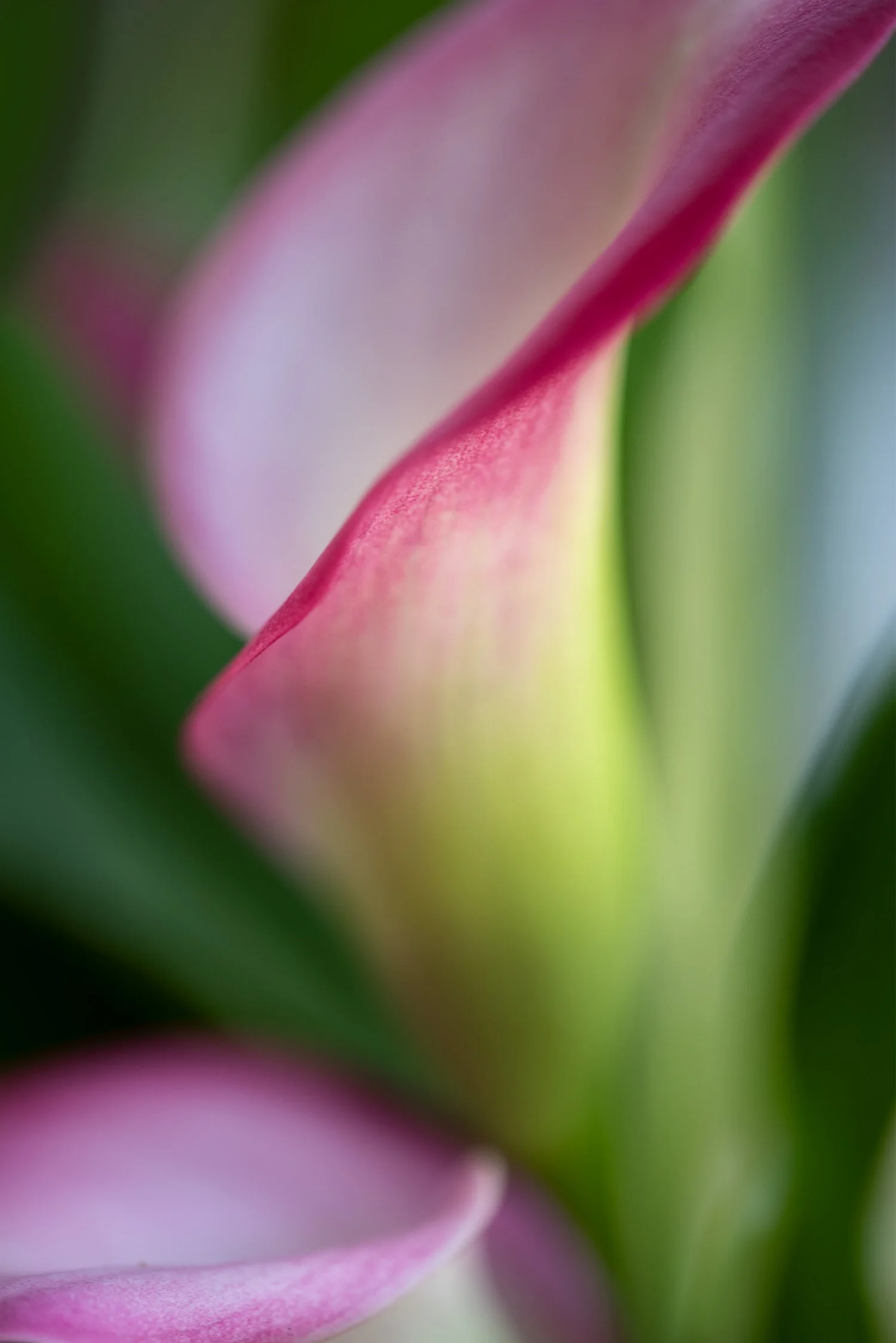 Devotion - Calla Lilly