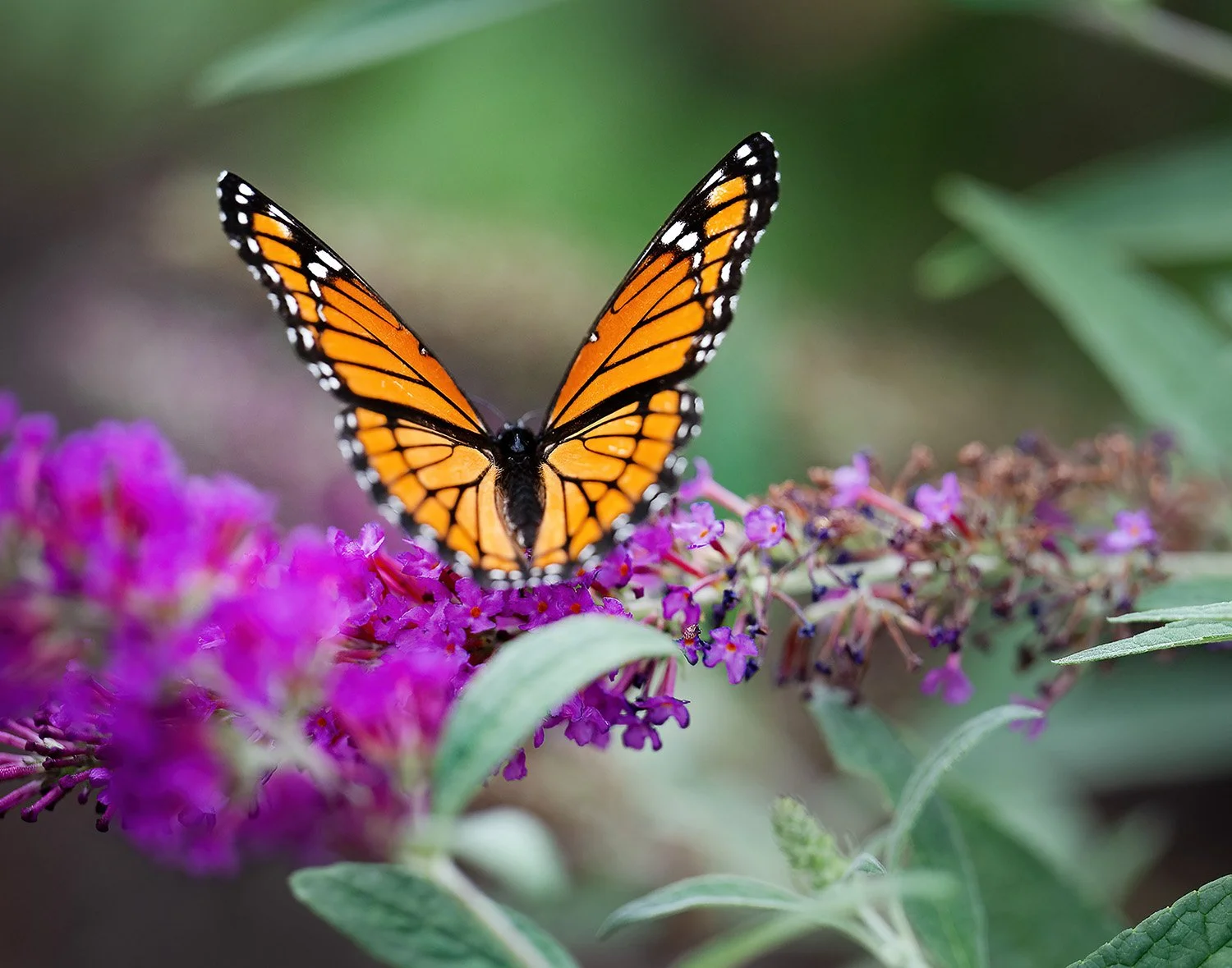 Neighborhood Butterflies