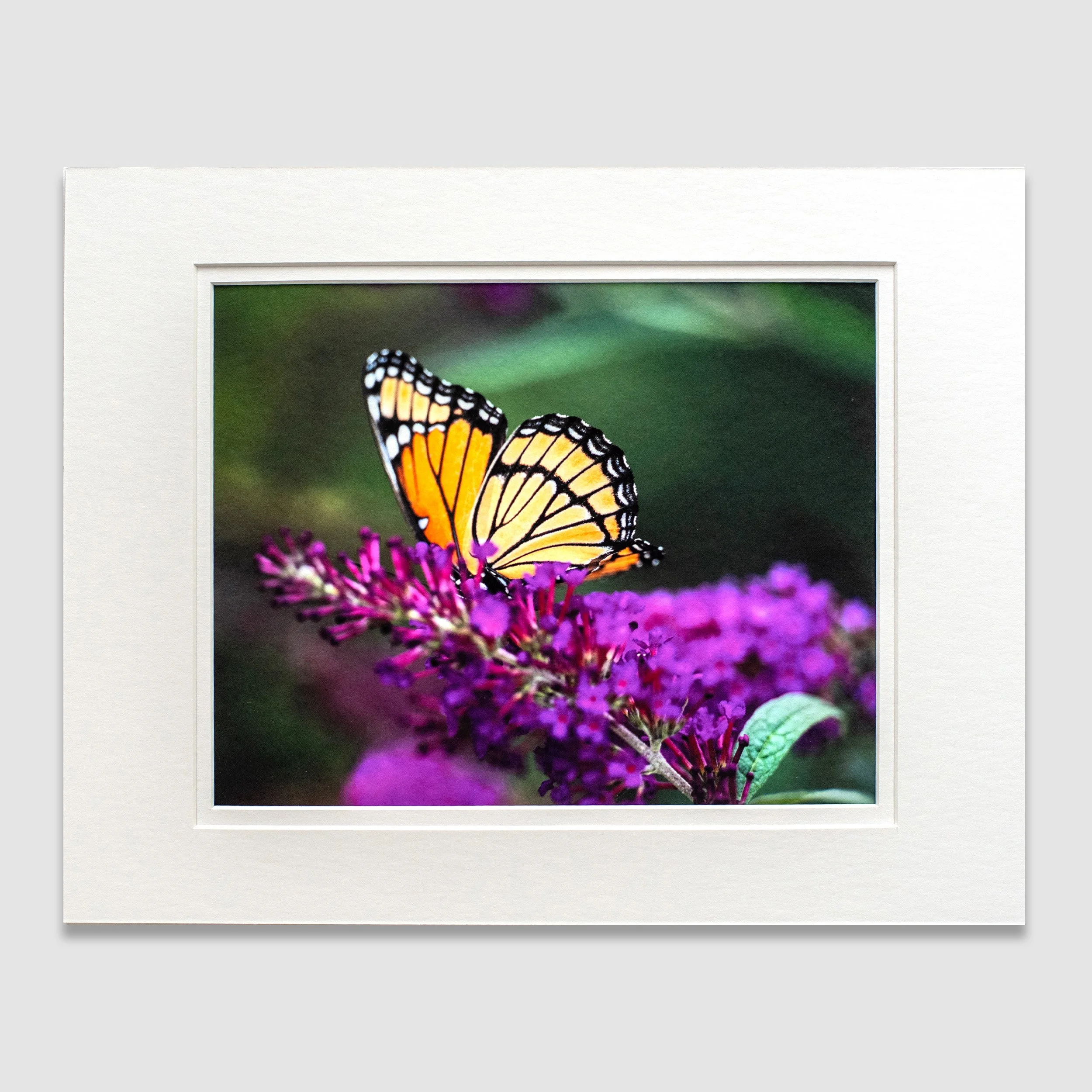 Monarch Butterfly 5