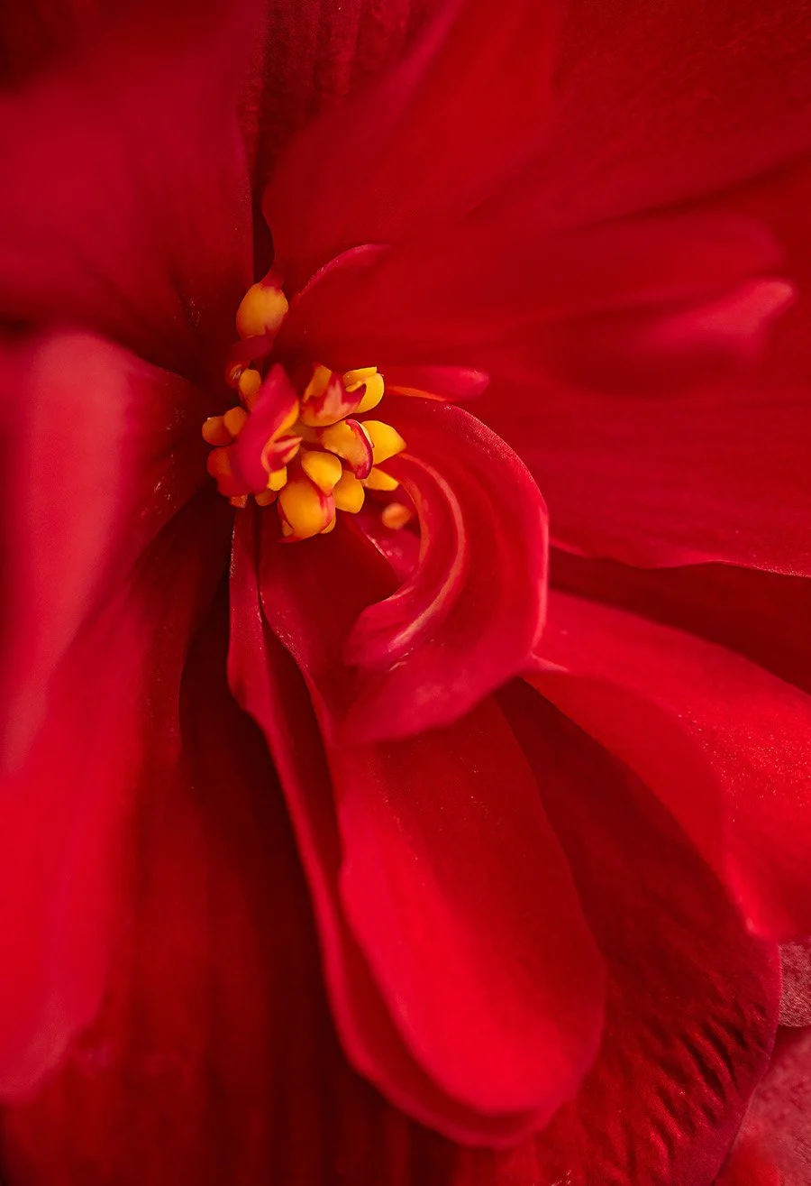 Lady in Red - Begonia