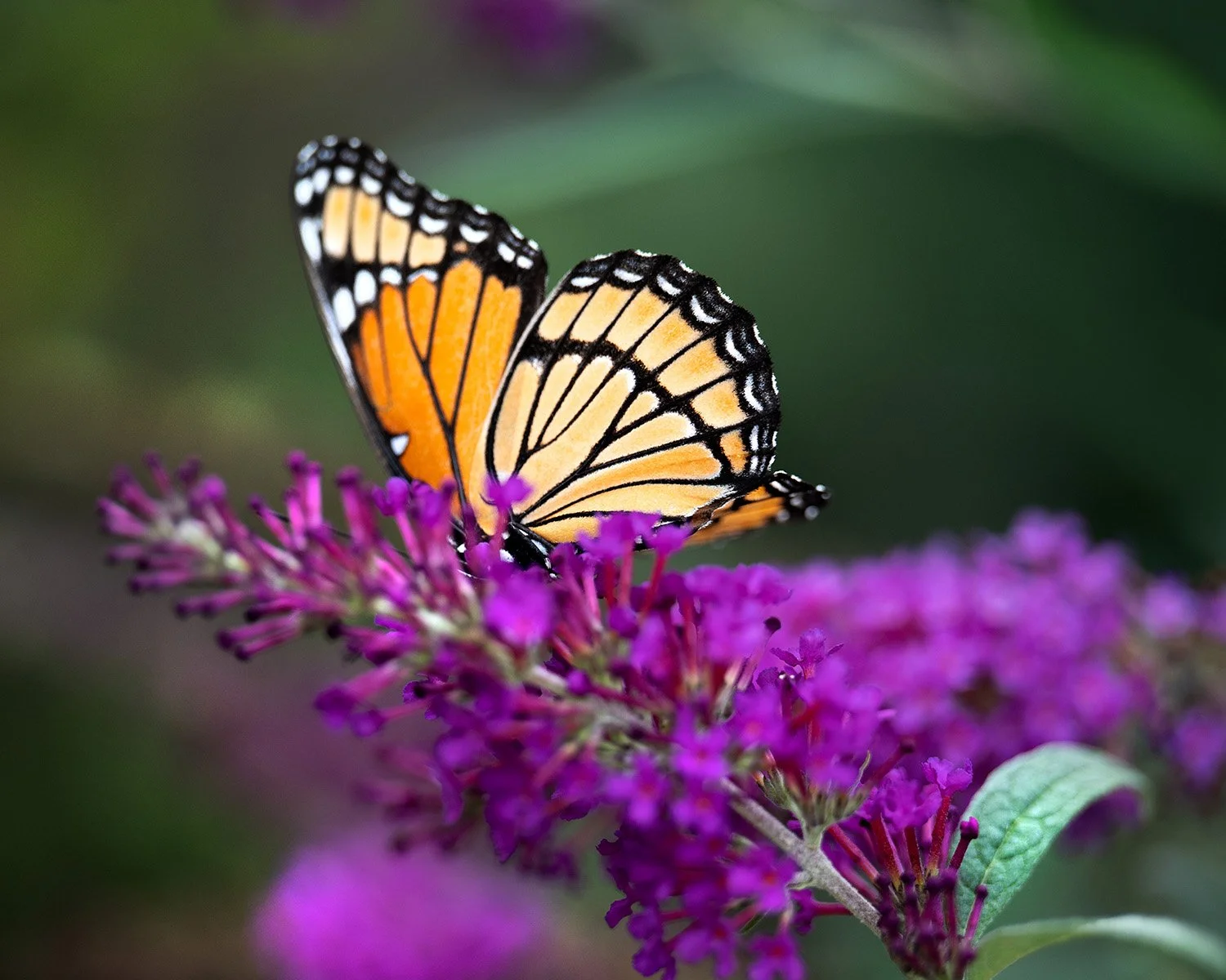 Butterflies