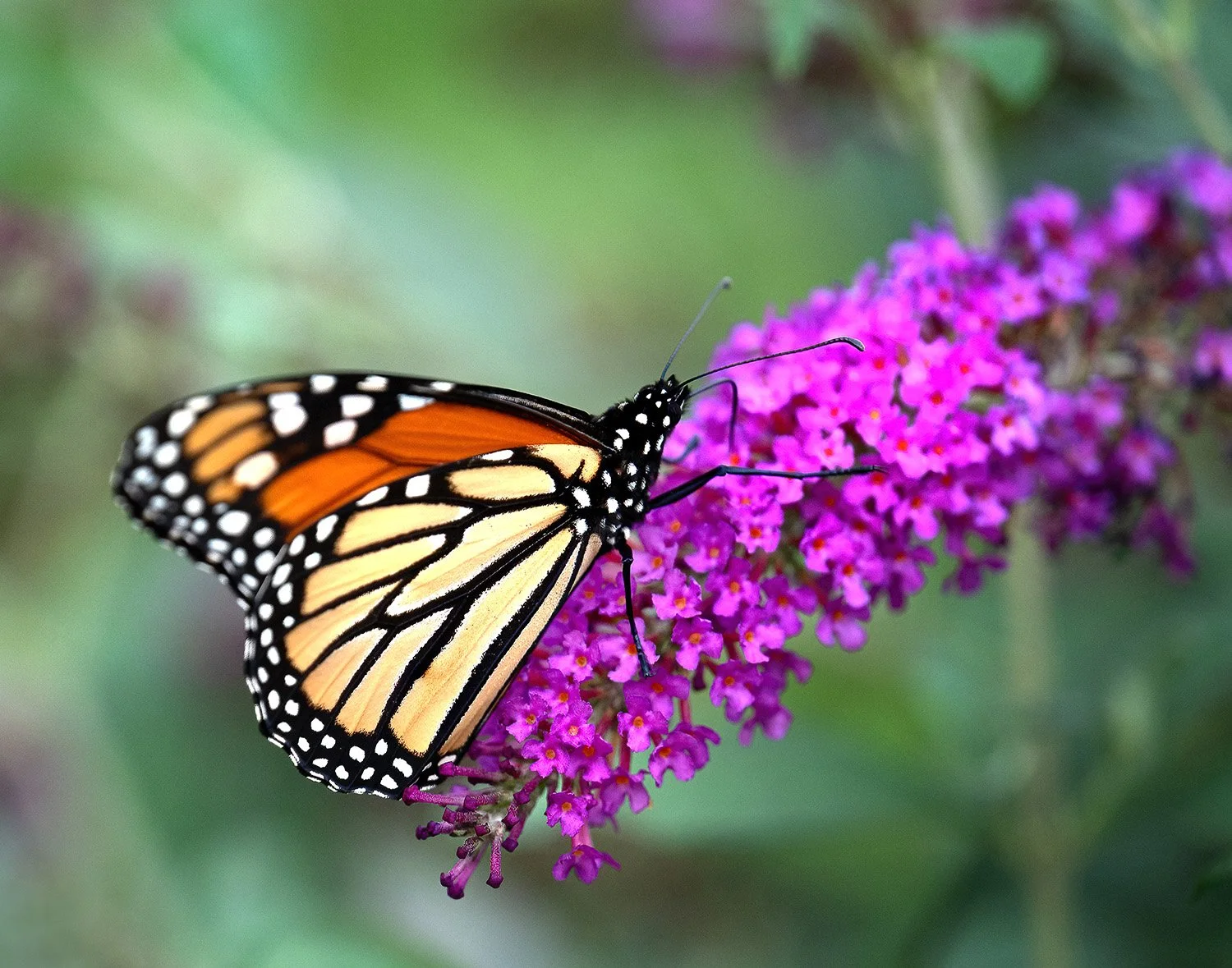A yellow and orange monarch butterfly perched on a magenta butterfly bush