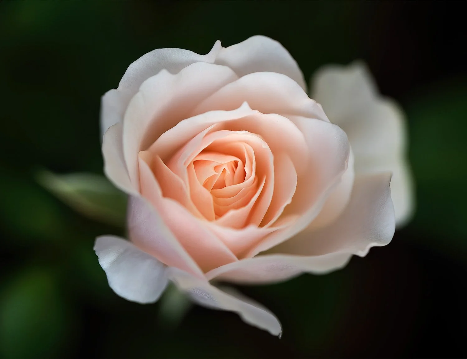 Champagne Rose