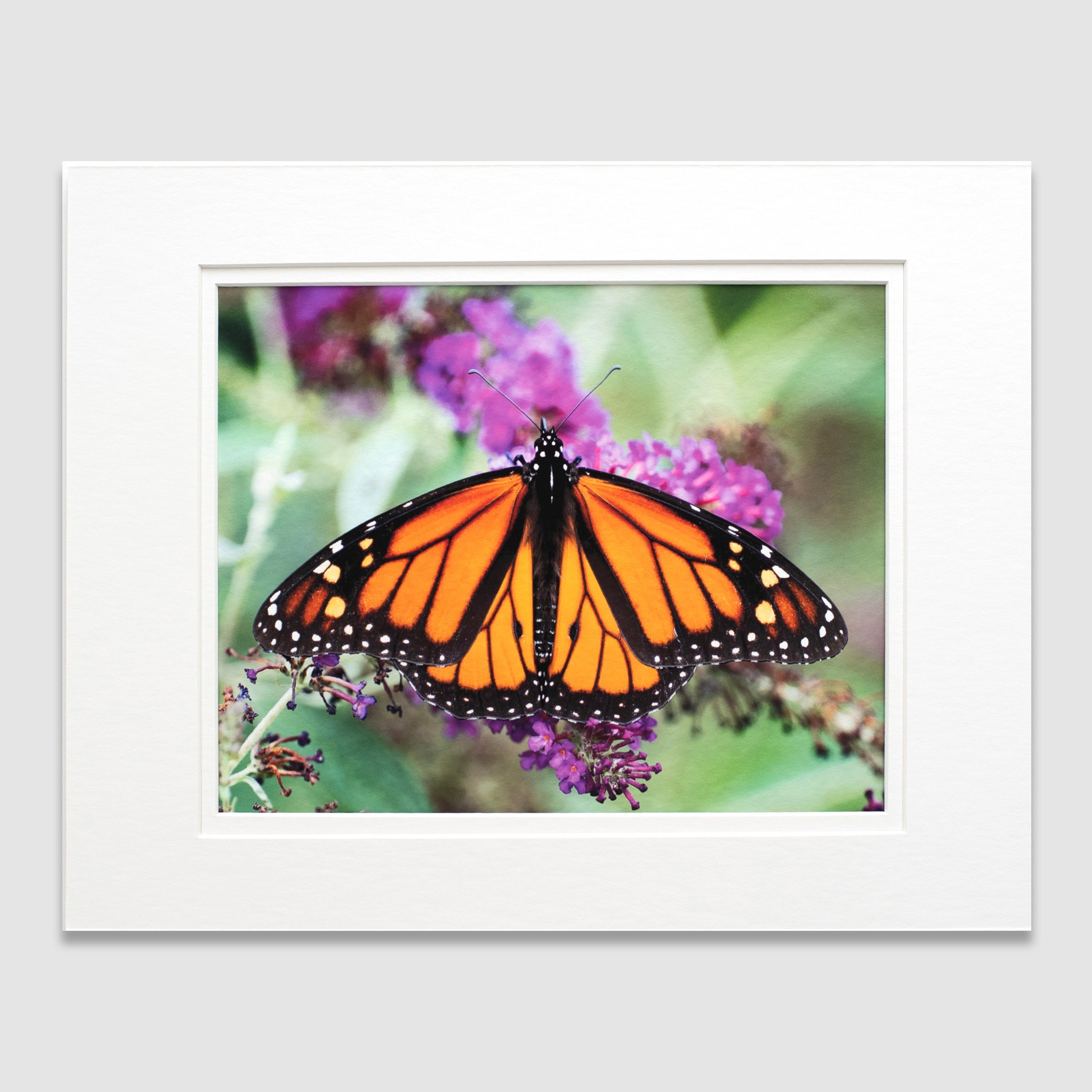 Monarch Butterfly 6