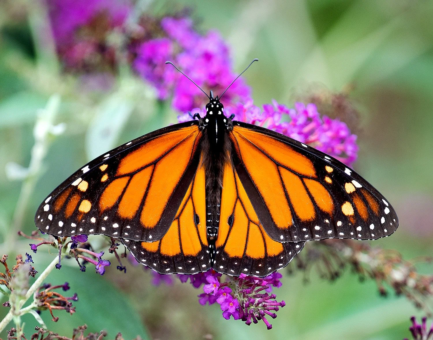 A bright orange monarch butterfly perched on a magenta butterfly bush with its wings fully open
