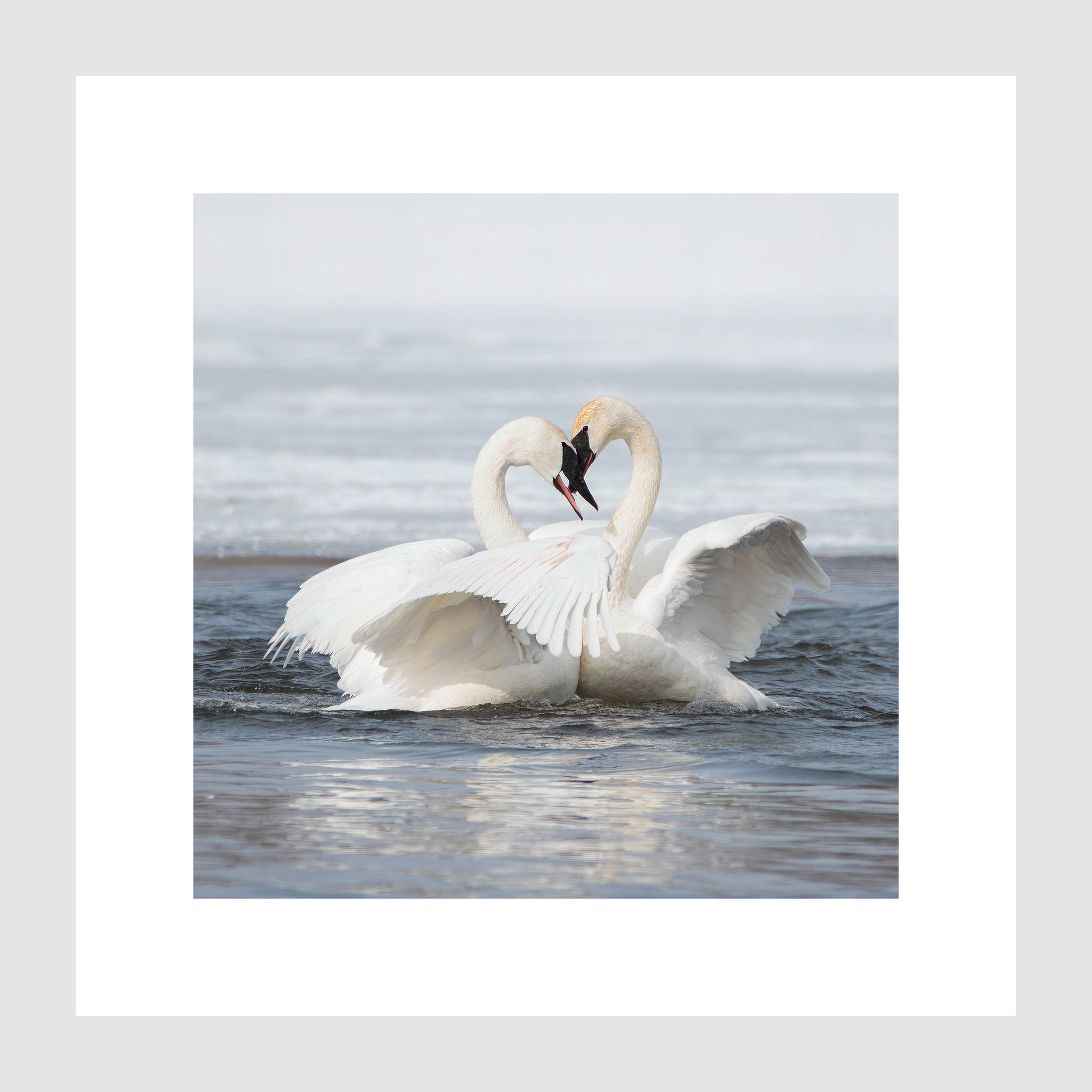 Swans in Spring