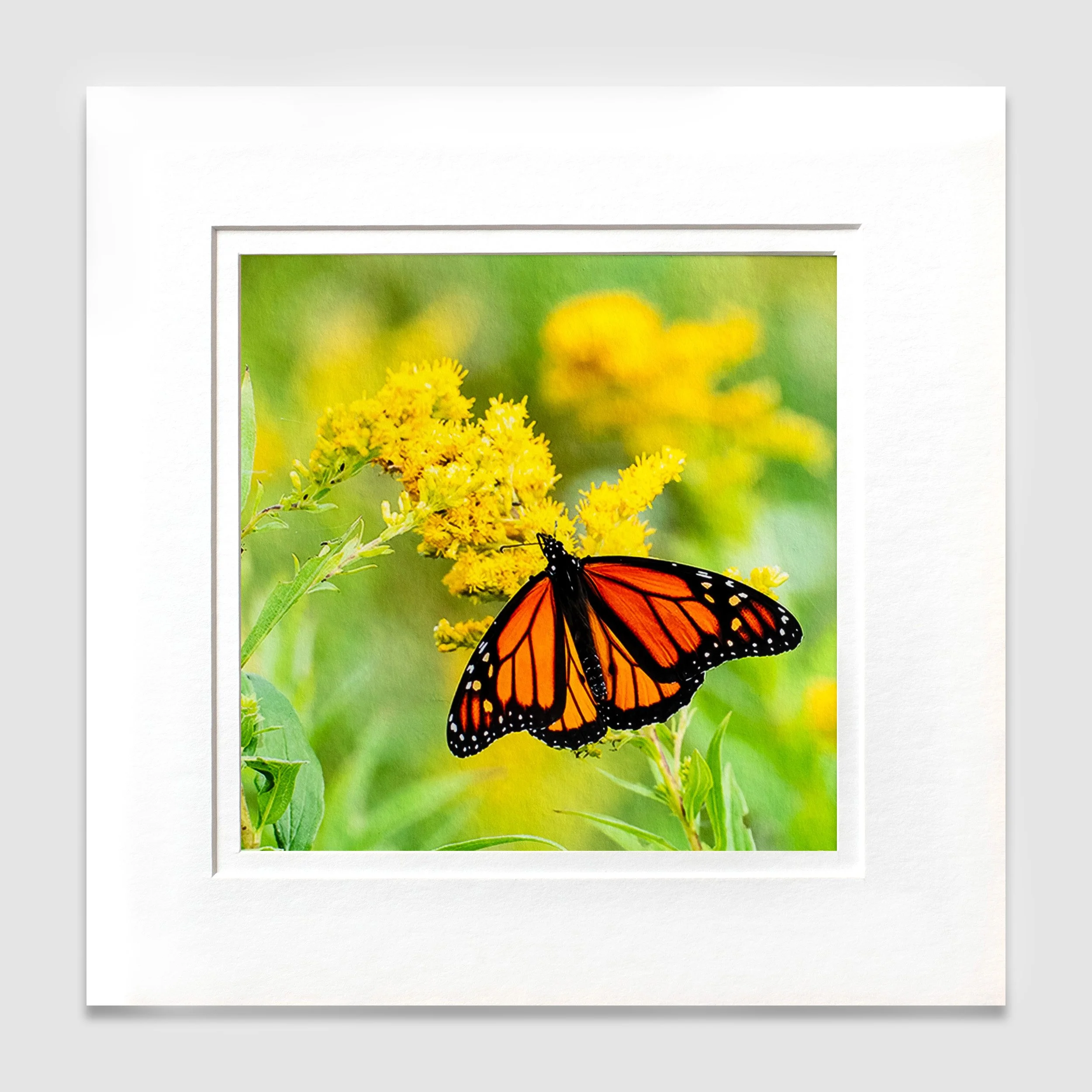 Butterfly 1W.jpg