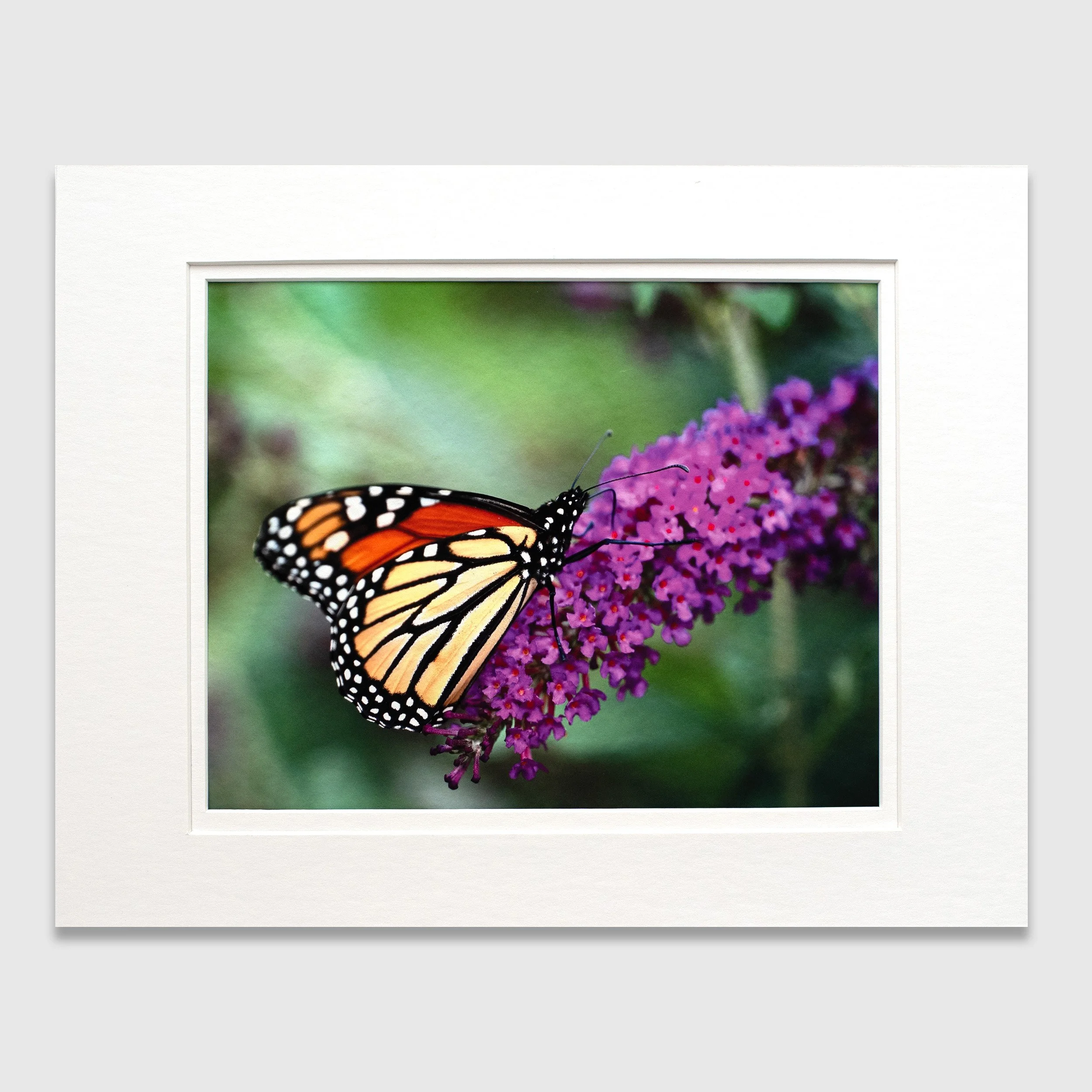 Monarch Butterfly 4