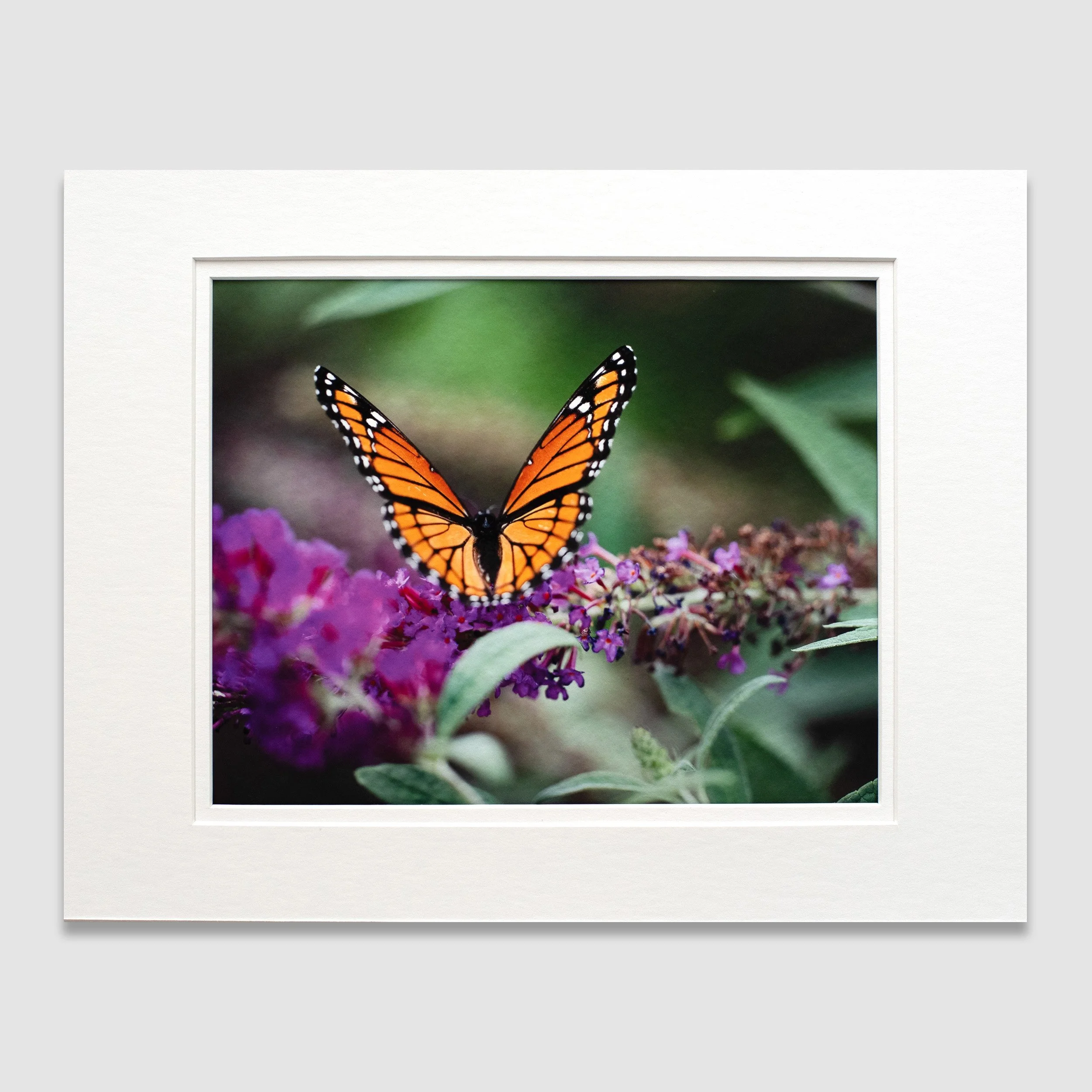Monarch Butterfly 3