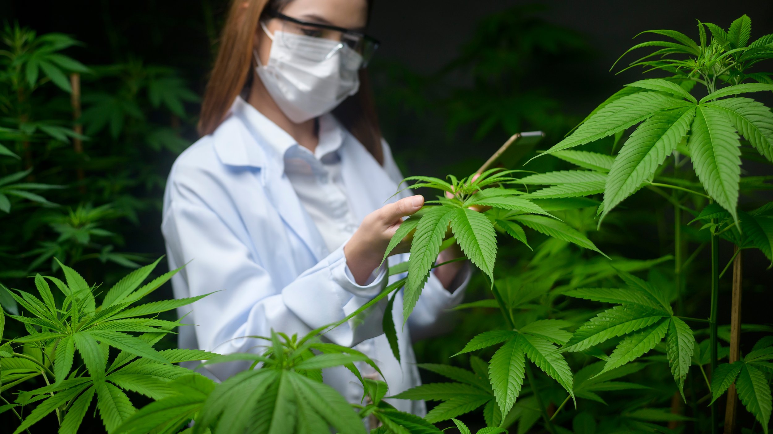 Blog de actualizaciones: ¿Cuál fue el comportamiento de la industria del cannabis en julio de 2021?
