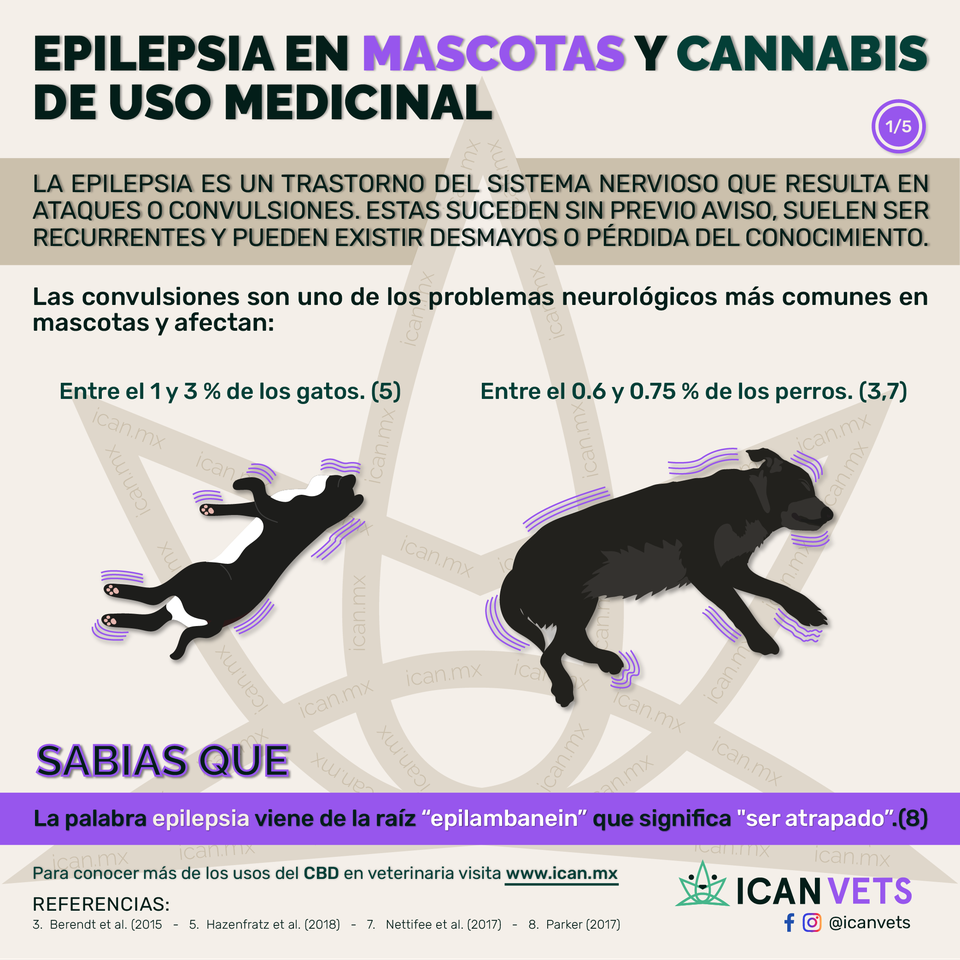Cannabis medicinal: una alternativa viable para tratar la epilepsia en animales