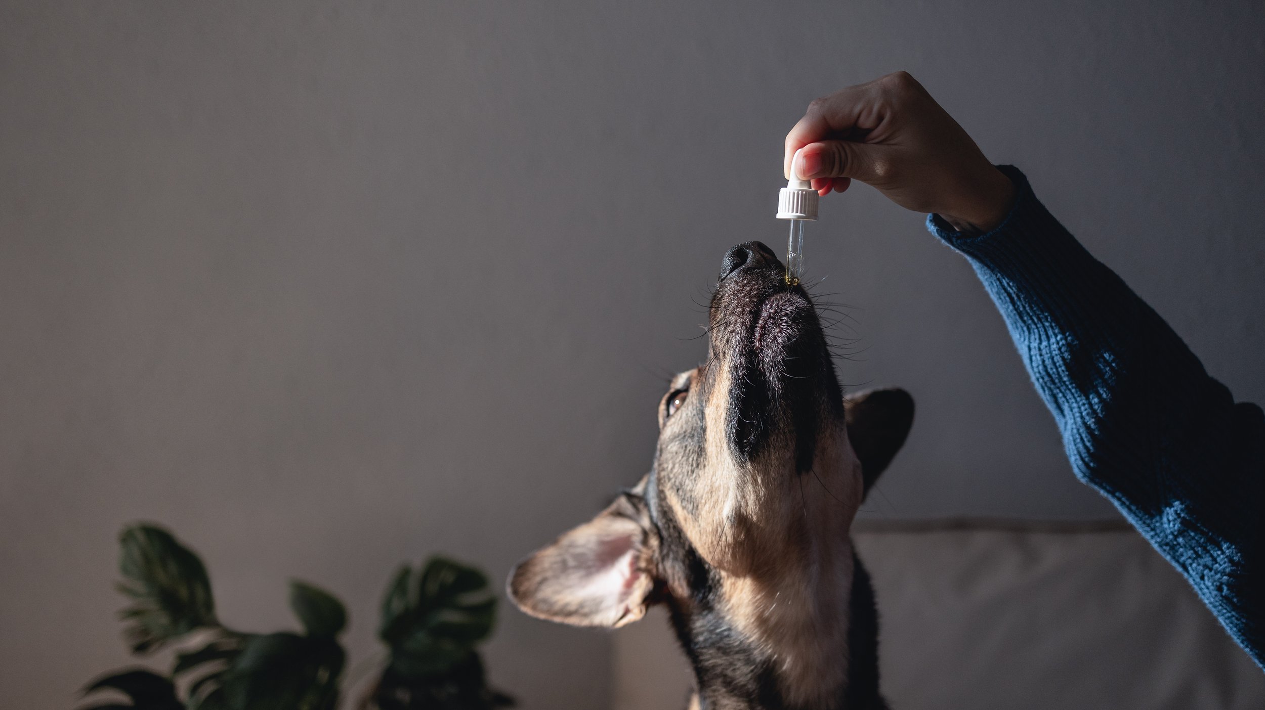 Intoxicación de mascotas por cannabis