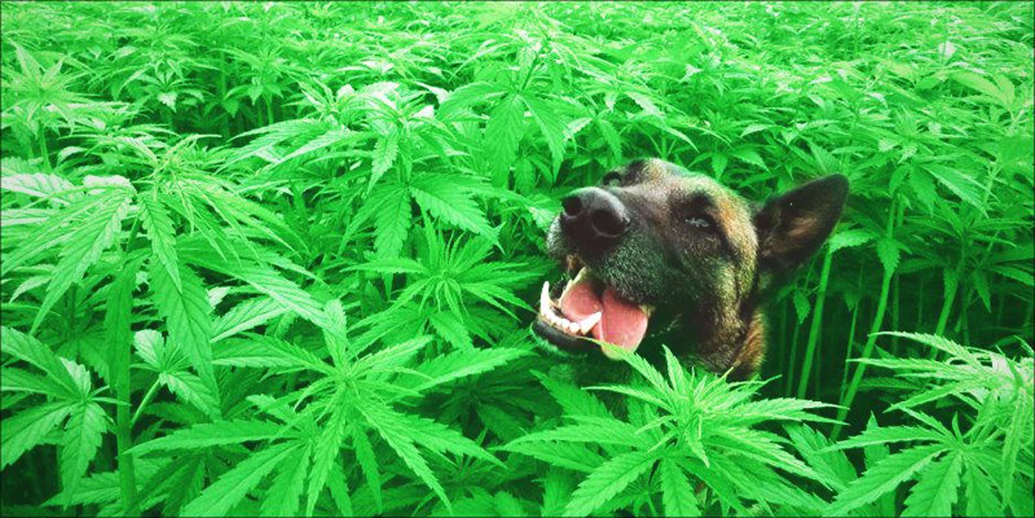 Cannabis medicinal para tratar dolor en animales de compañía