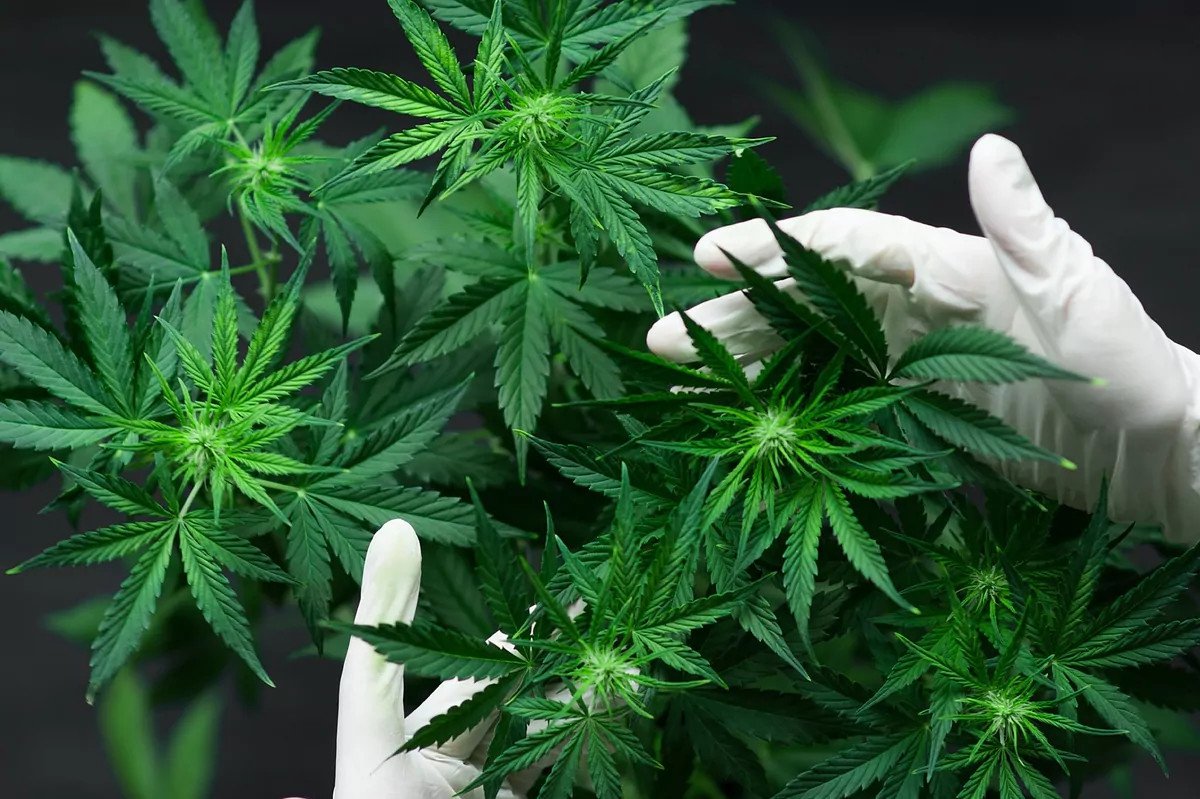 Infografía: Cannabinoides encontrados en el cannabis