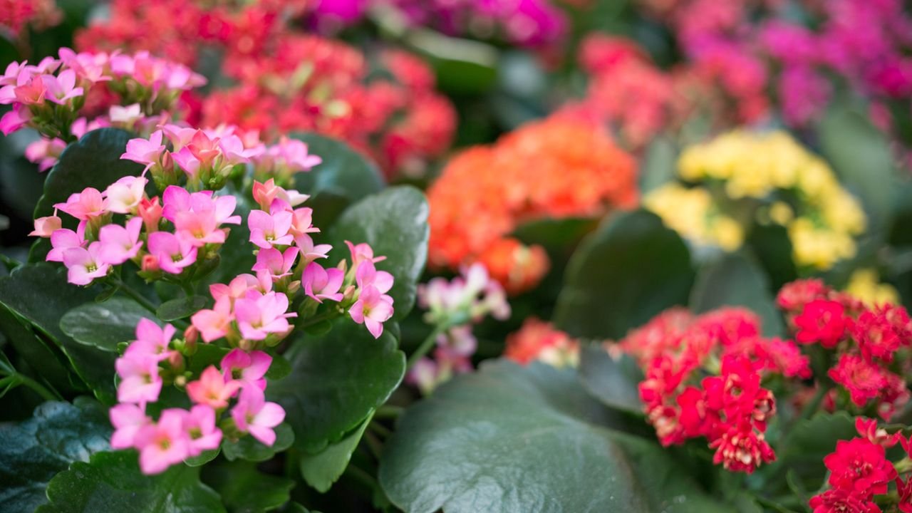 Toxicity of Kalanchoe in dogs and cats