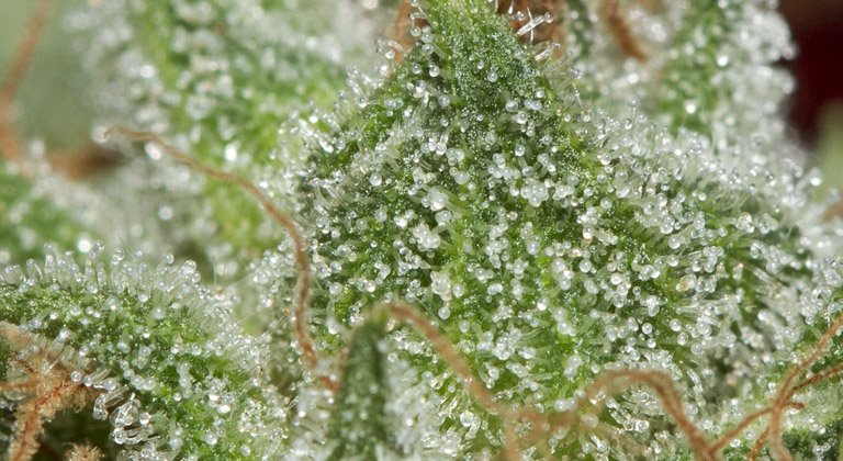 Education: What are terpenes?