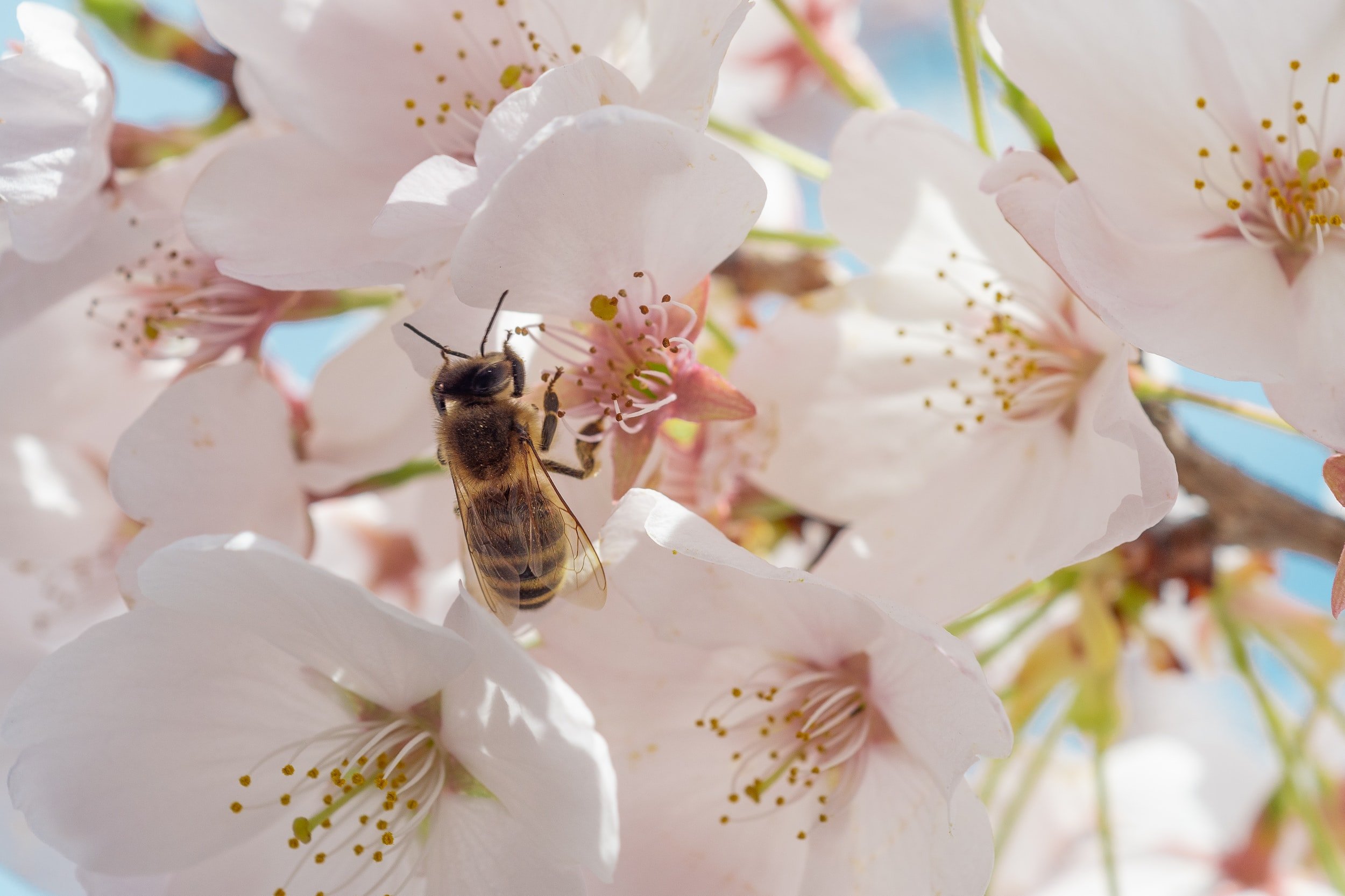 Investigadoras polacas estudian el papel antioxidante del CBD en las abejas