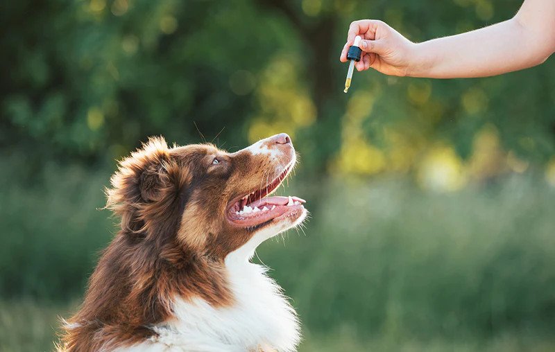 ICAN Vets provides information on the use of CBD in pets