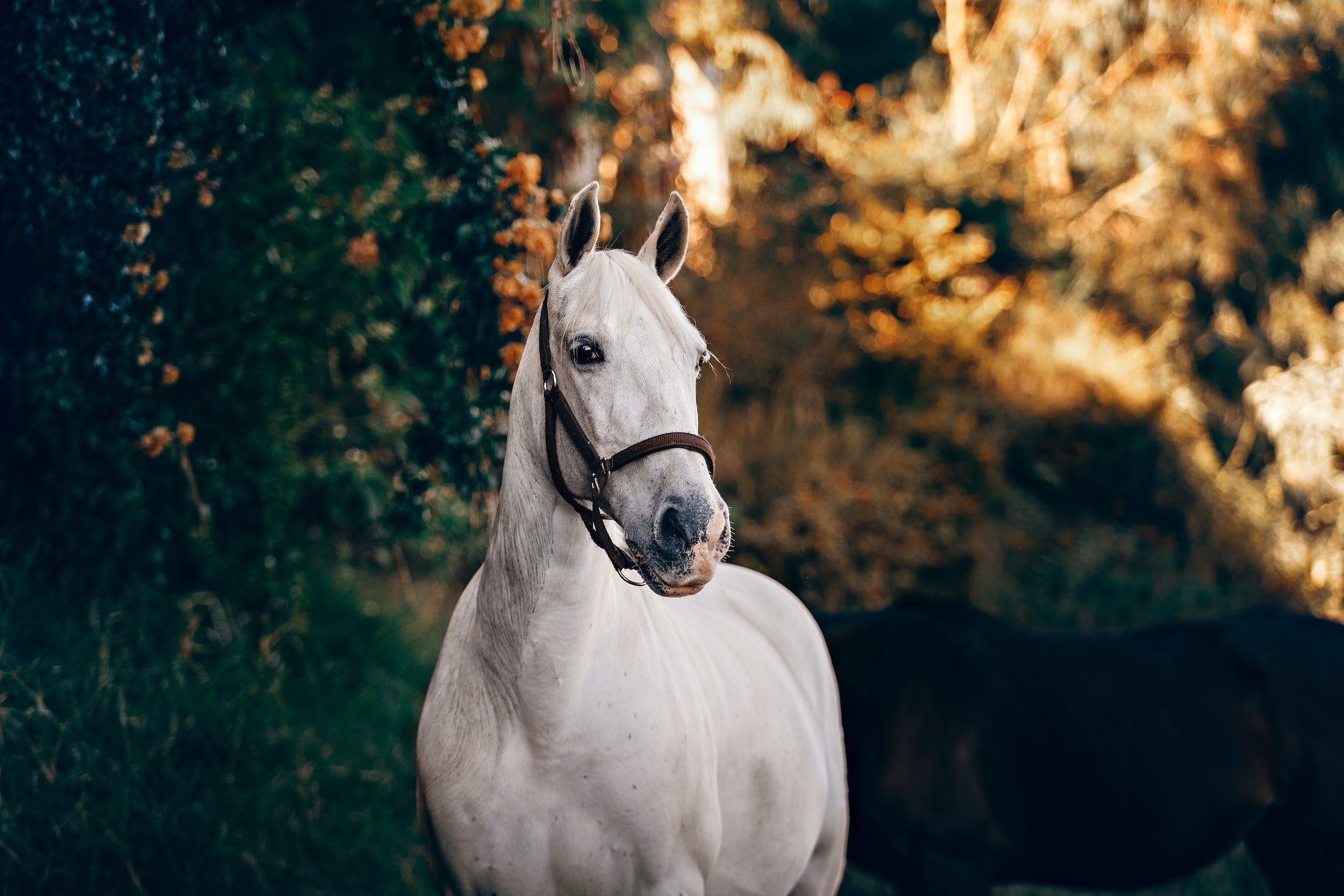 Italia evalúa la expresión de receptores cannabinoides en la articulación metacarpofalángica de caballos