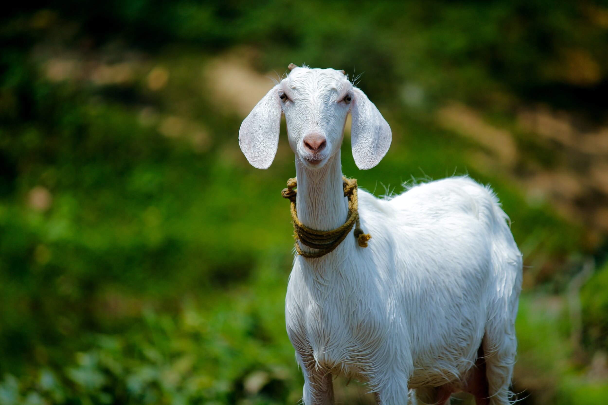 Expertos evalúan la suplementación de la dieta con inflorescencias de cáñamo en cabras
