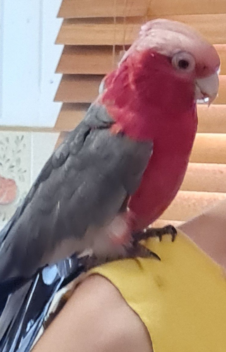 RiffRaff, a cacatua Galah e sua experiência com o CBD