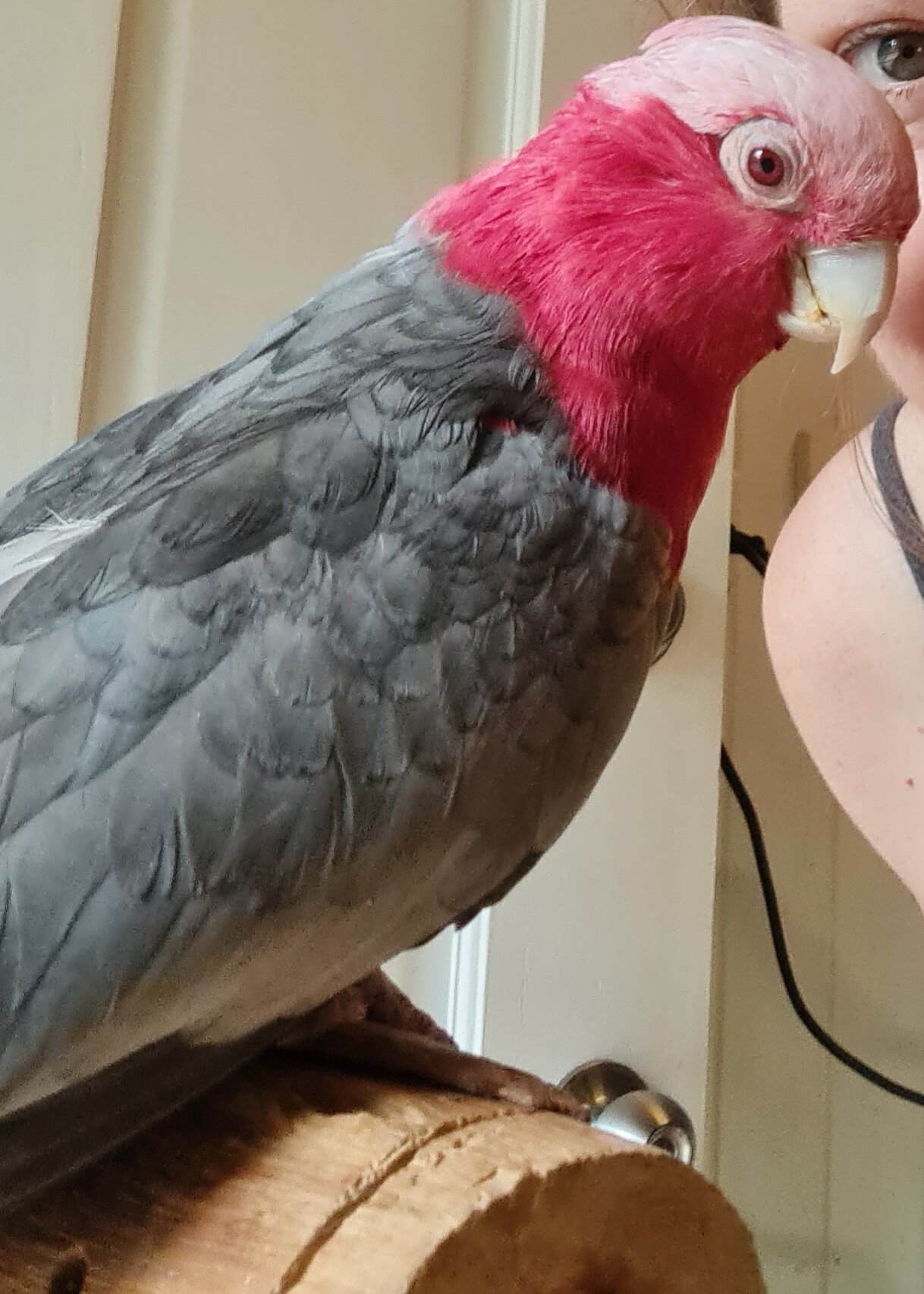 #Testimonial: The experience of treating a family member with CBD: RiffRaff, the Galah cockatoo.