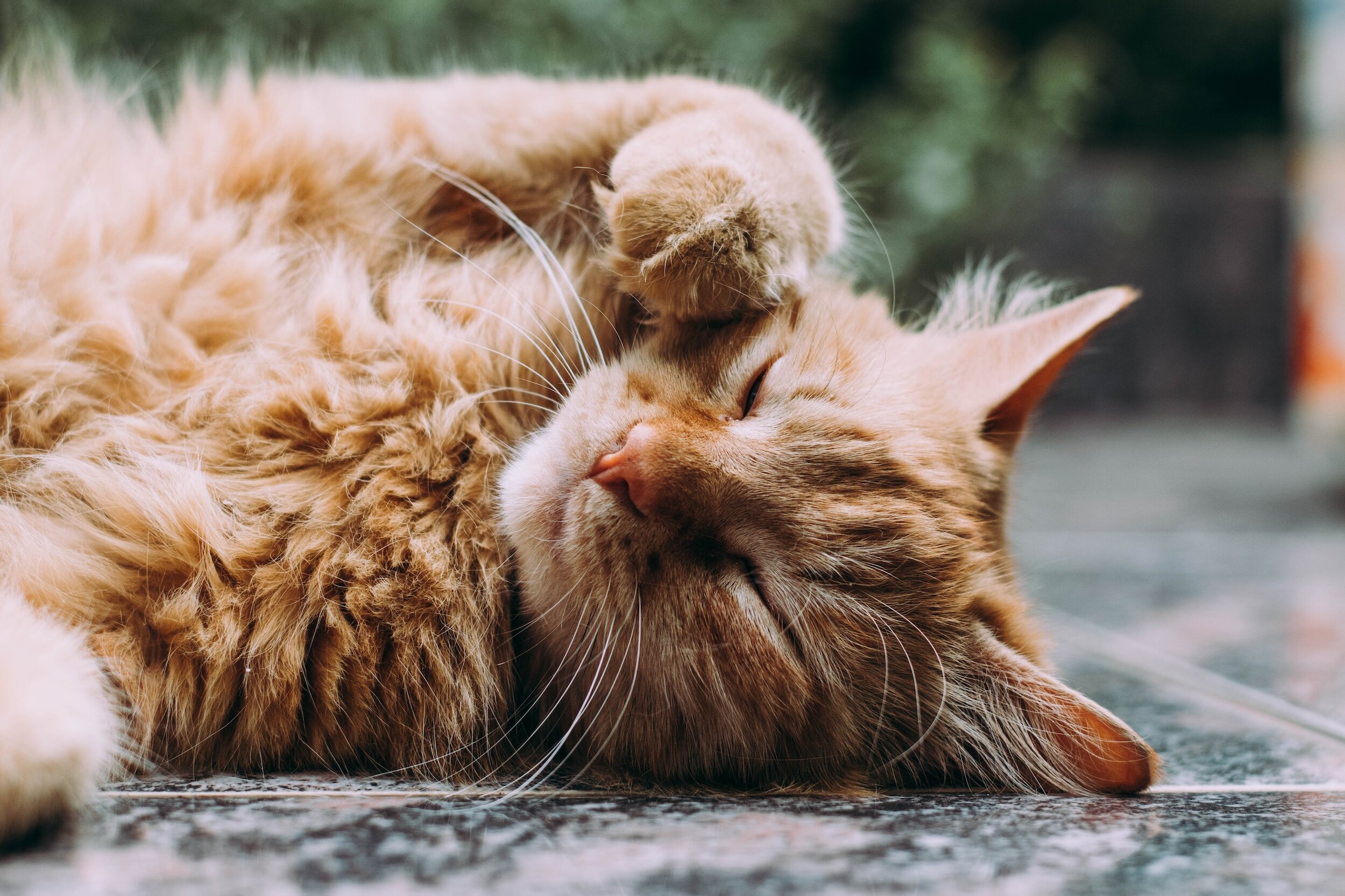 Especialistas portugueses testam tratamento adjuvante com canabidiol oral para gatos com gengivoestomatite crônica