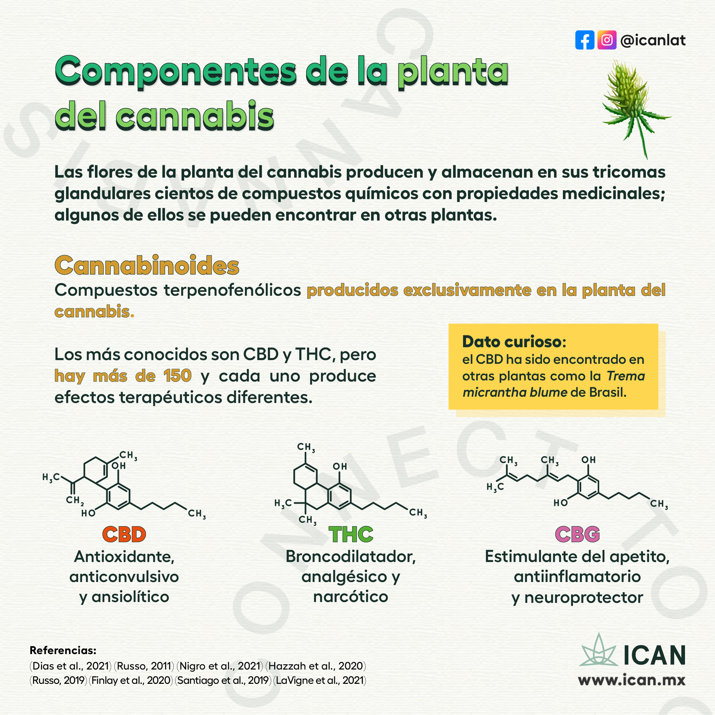 plant_components _cannabis_F_IG_1.png