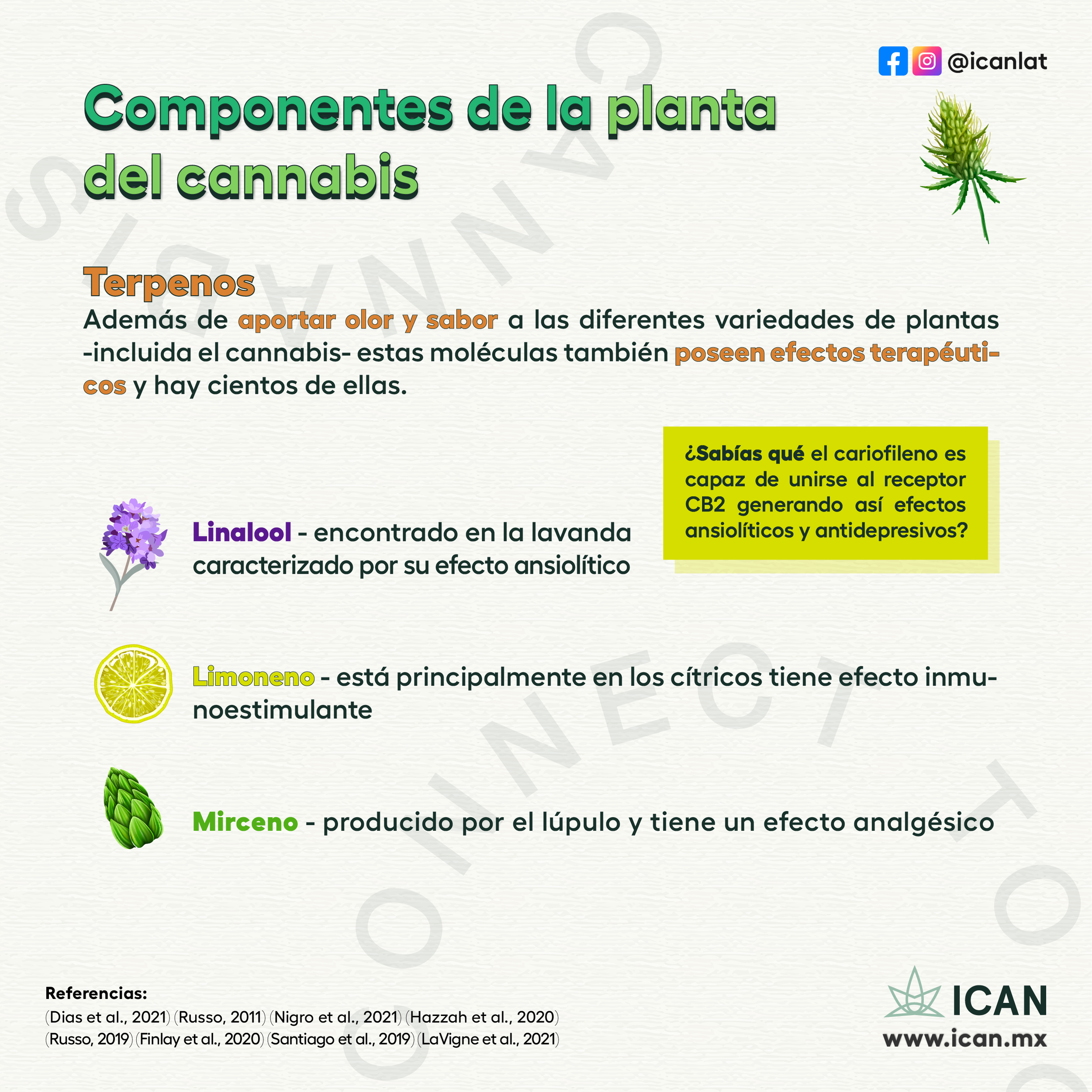 plant_components _cannabis_F_IG_2.png