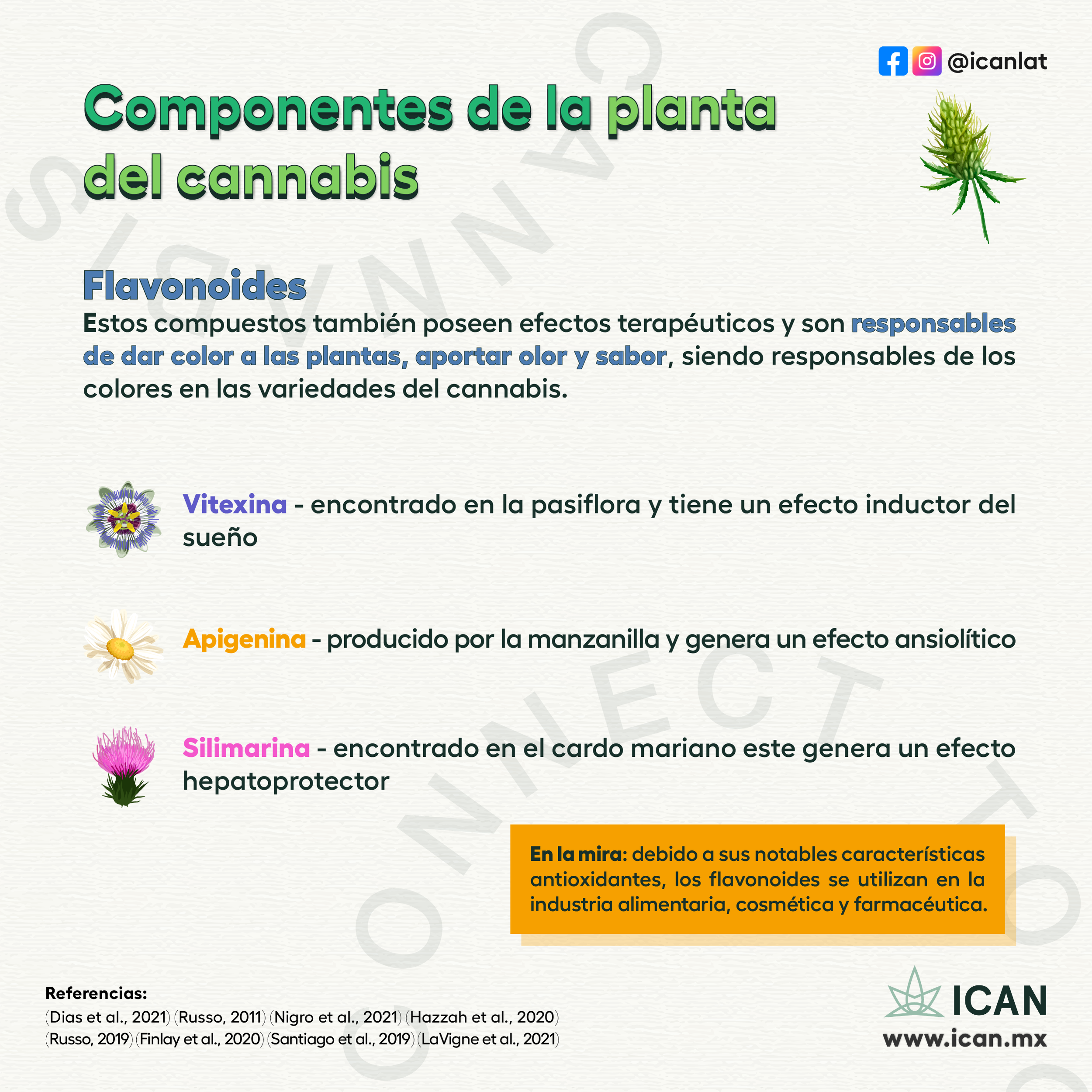 componentes_planta _cannabis_F_IG_3.png