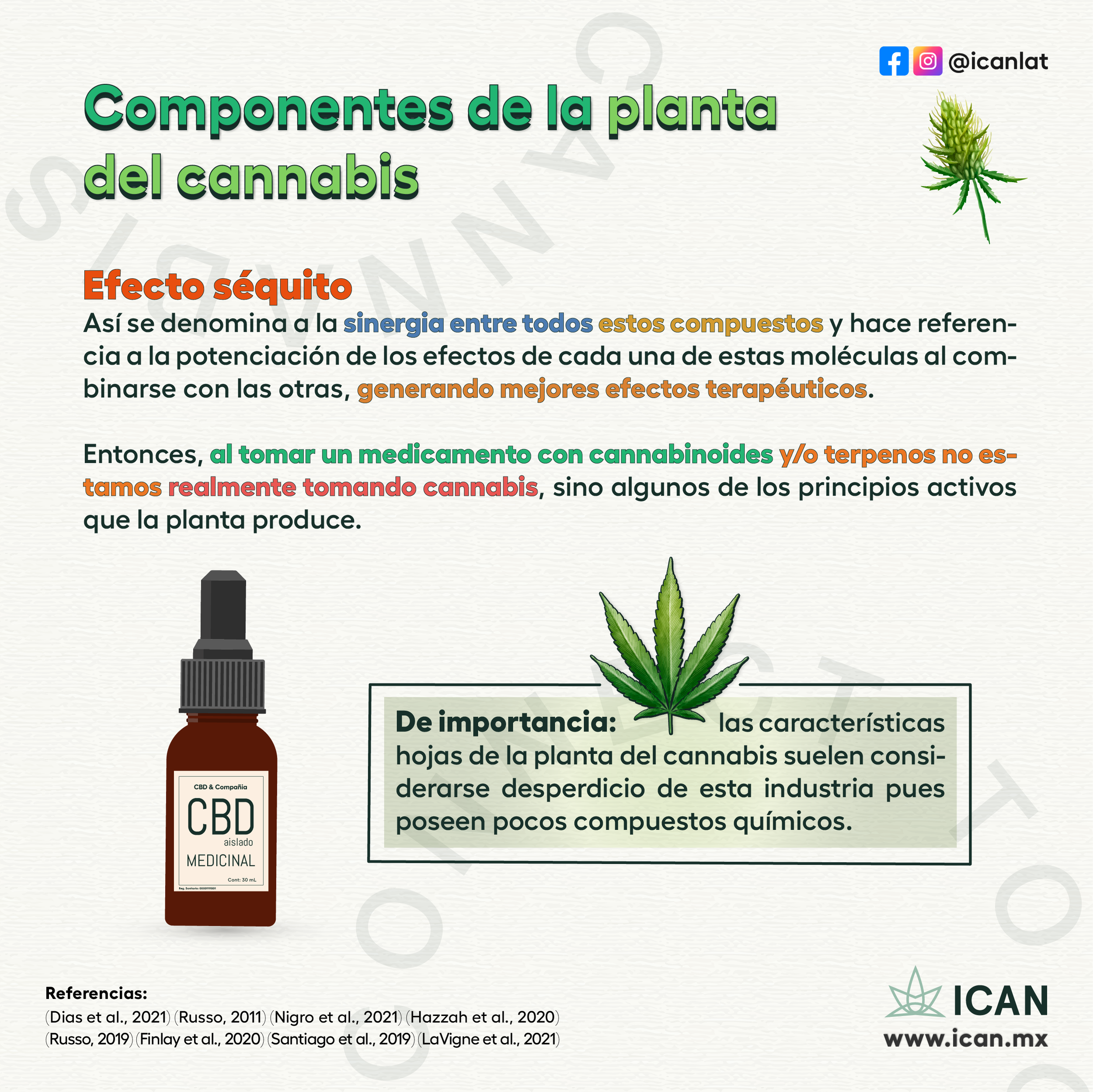 componentes_planta _cannabis_F_IG_4.png