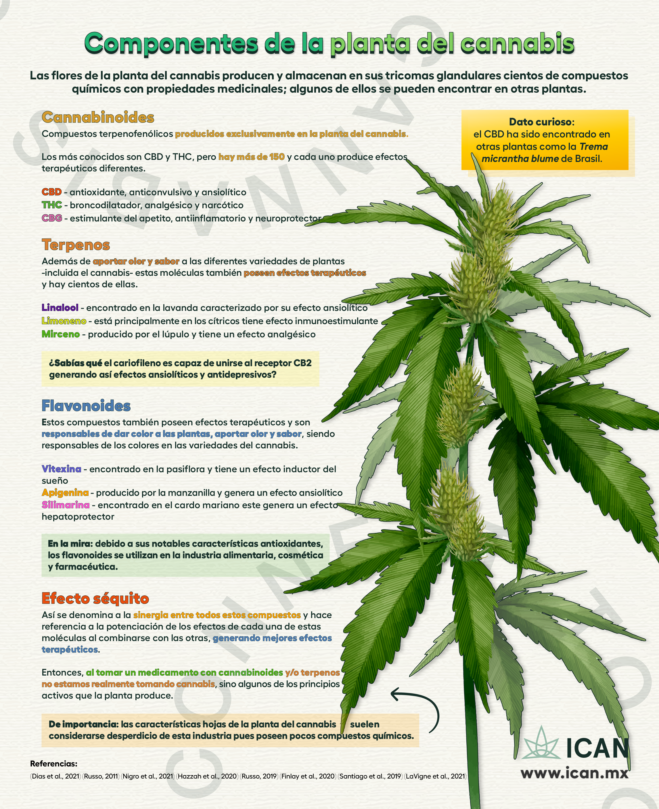 componentes_planta _cannabis_1100x1350.png