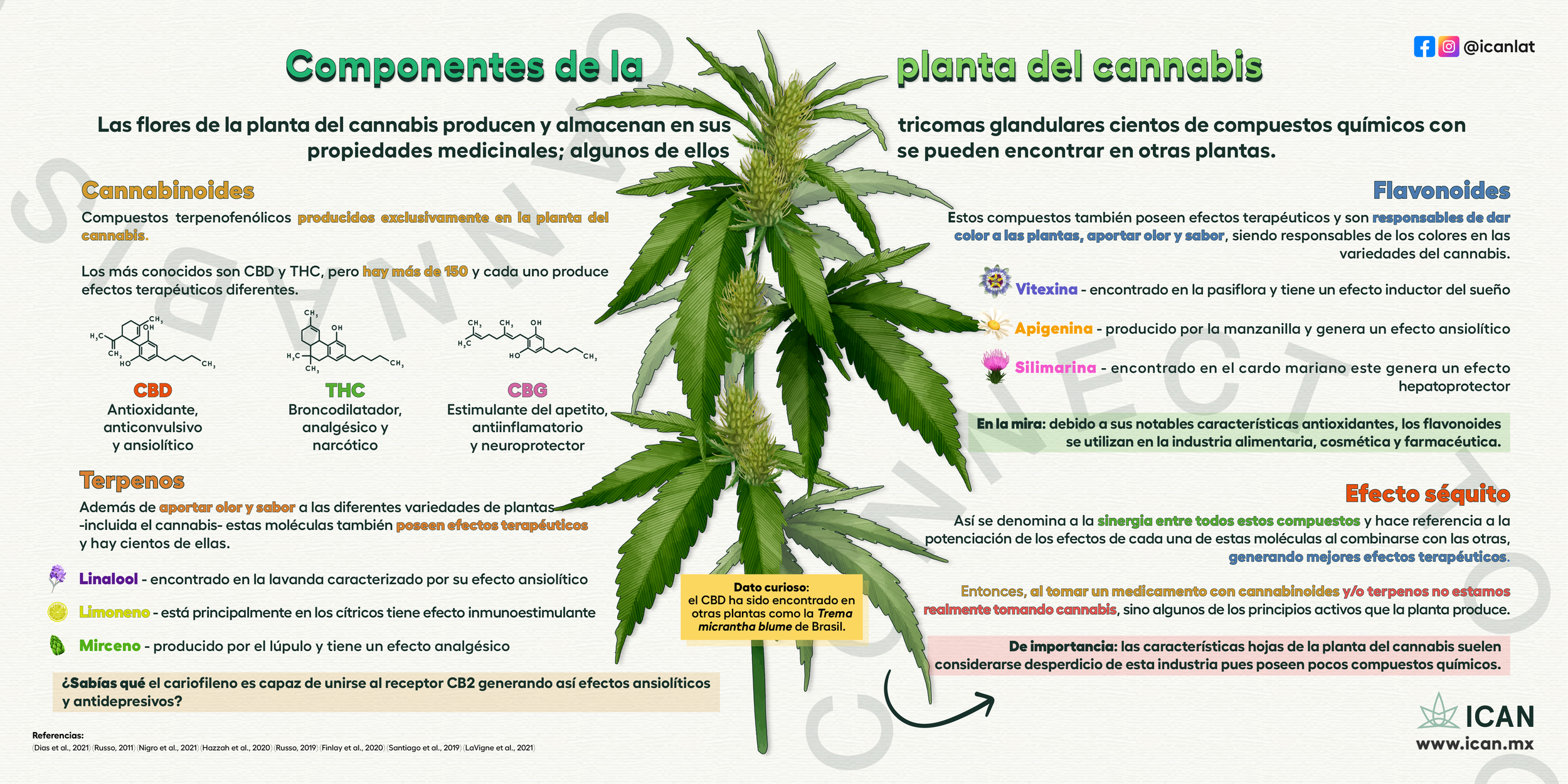 plant_components _cannabis_horizontal.png