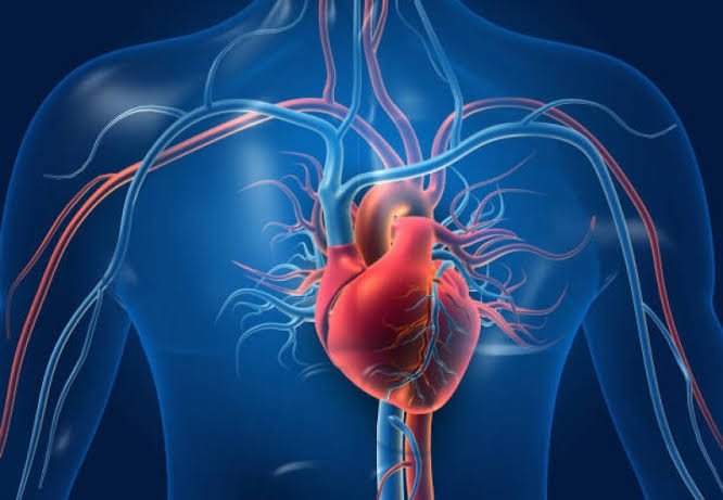 Infografía: el CBD y el sistema cardiovascular