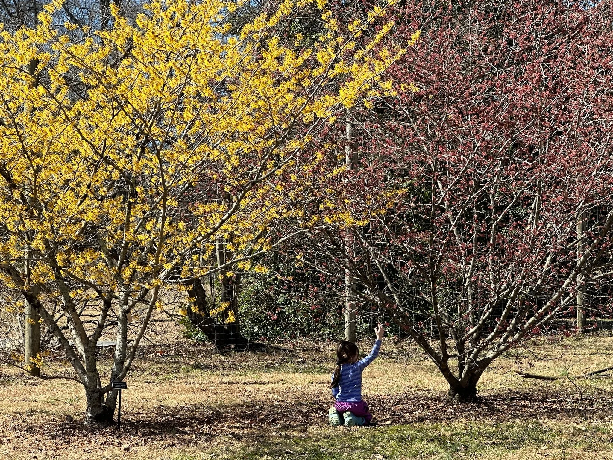 In a month that can't make up it's mind, we are all enjoying the witch hazel's beauty. 💚😊