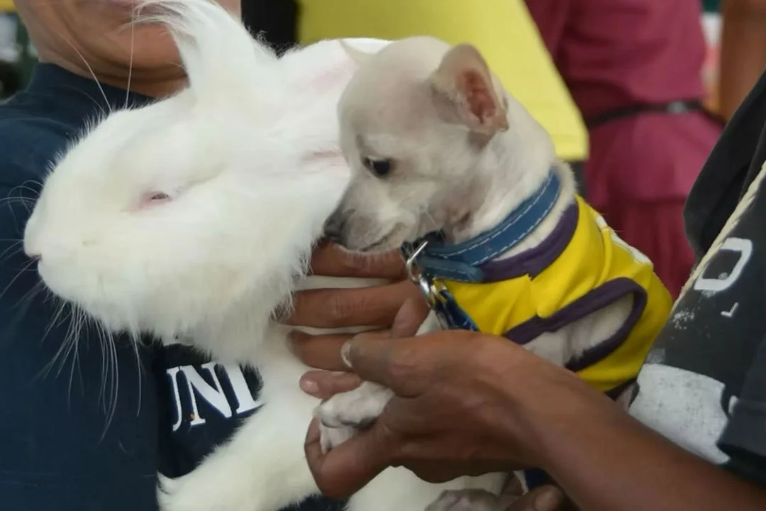 Partner Spotlight on My Dog Is My Home