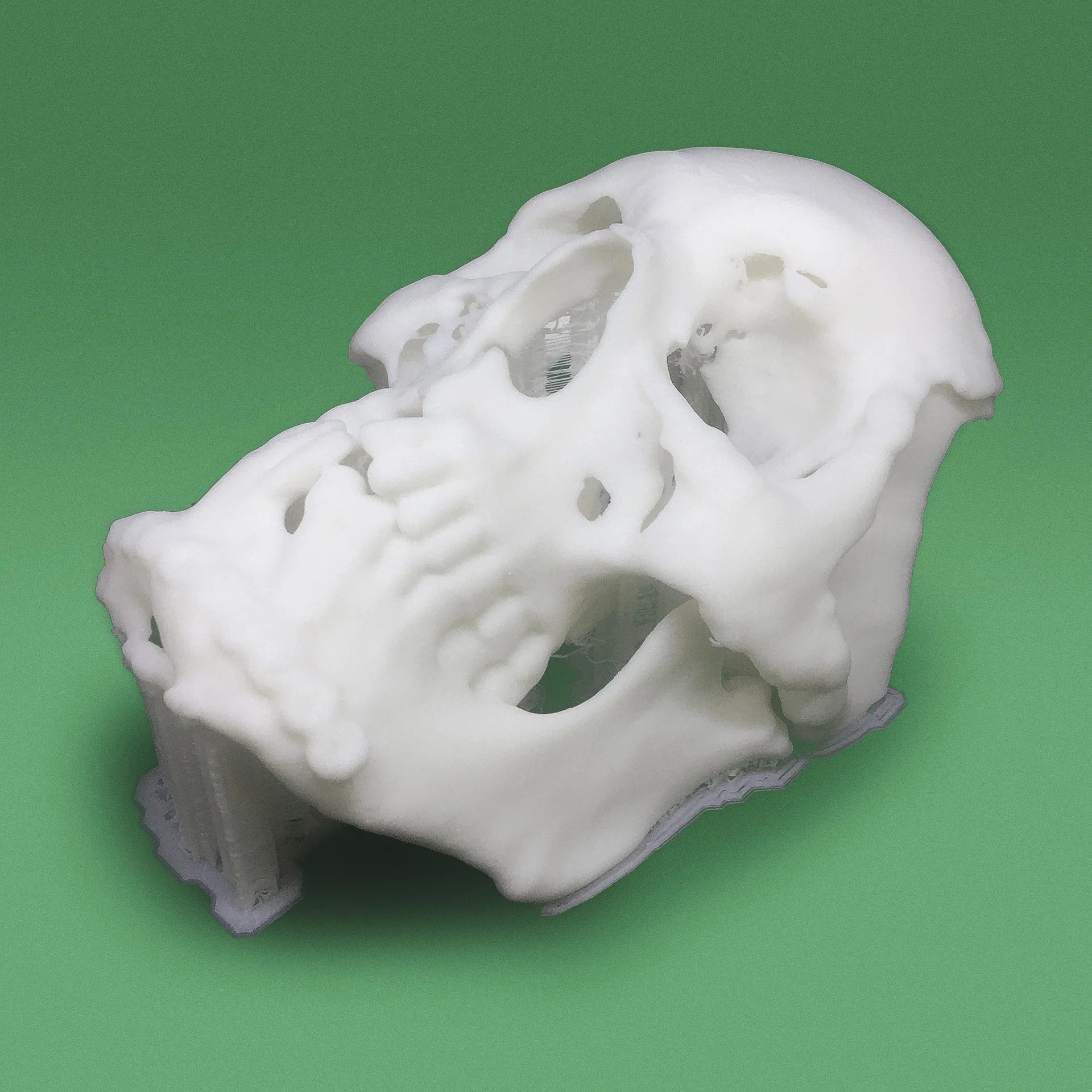 3D printed skull by Creatables 3D in Egypt