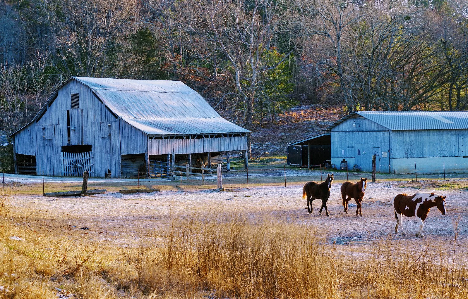 Farm - Soddy Daisy, TN