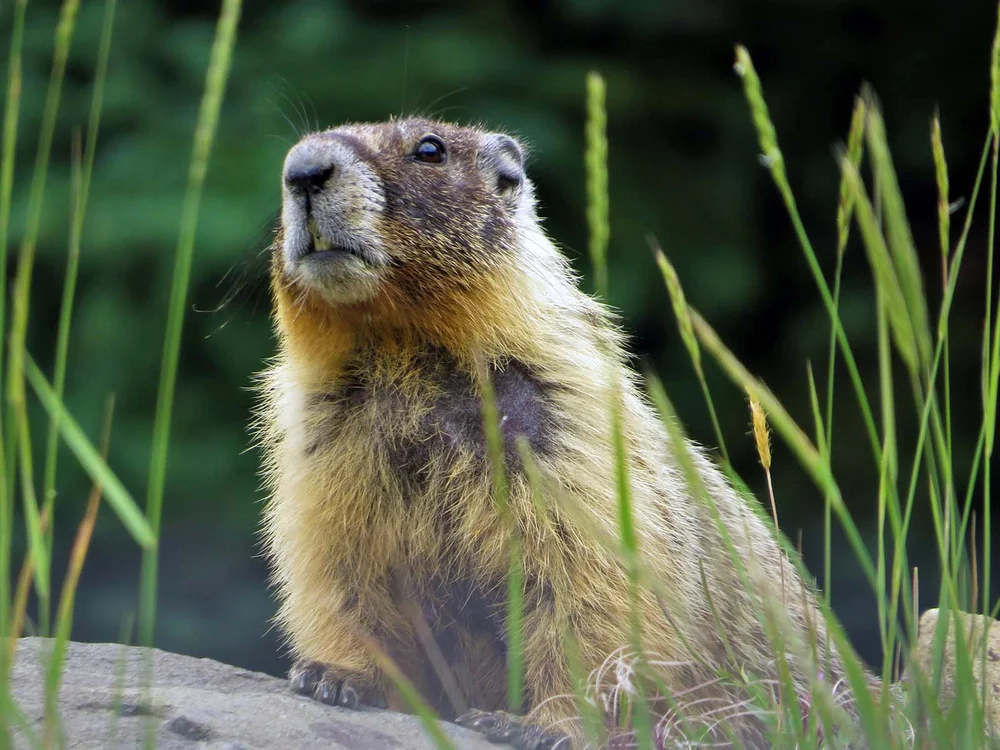 marmot-in-wild-looking-up-listening-curious-credit-Rhonda-Russell.jpg